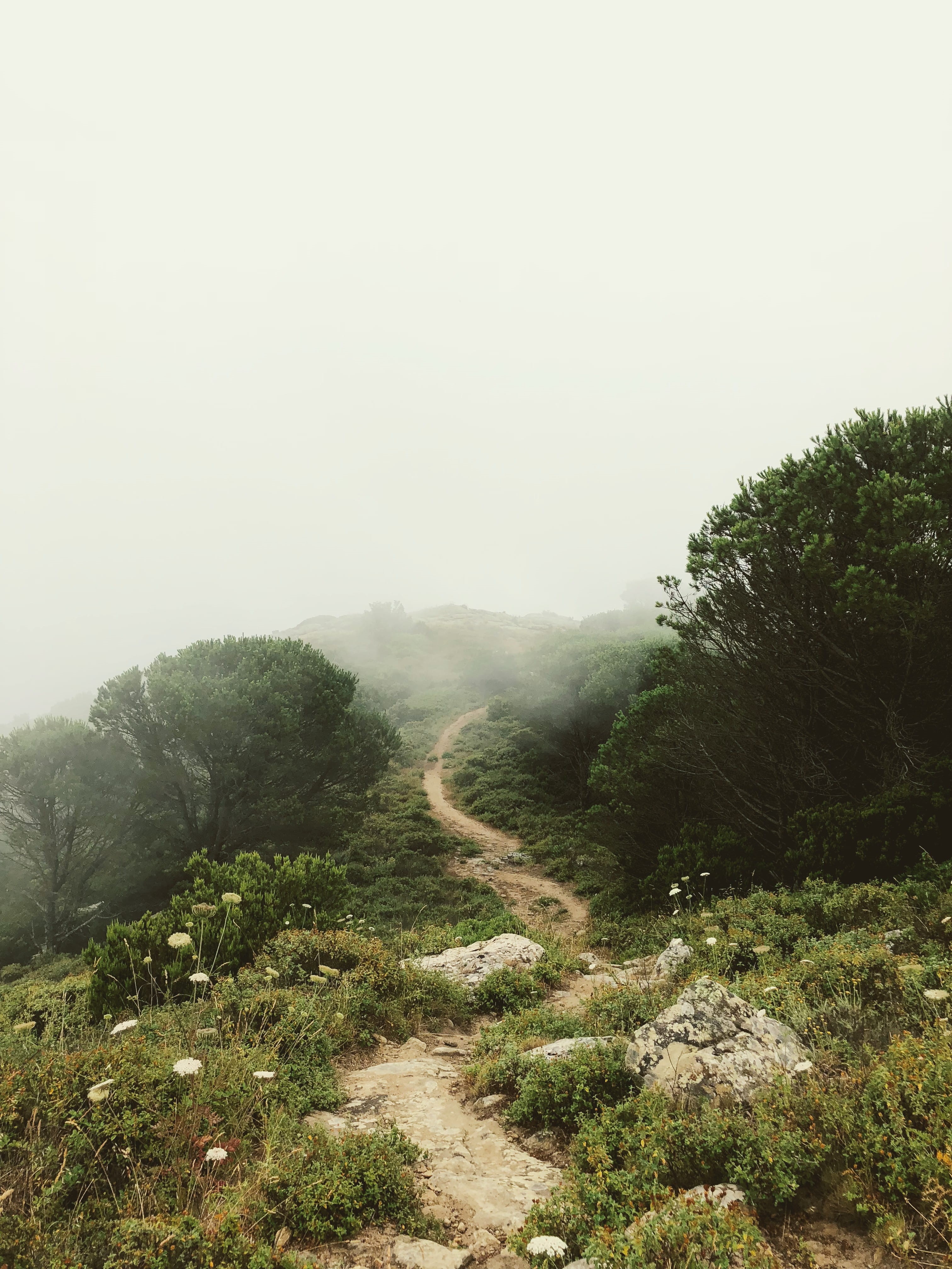 tree, plant, trees, non-urban scene, no people, weather, fog, scenics - nature, outdoors, bush, dirt road, green color, fogs, tranquility, copy space, beauty in nature, Phone HD Wallpaper