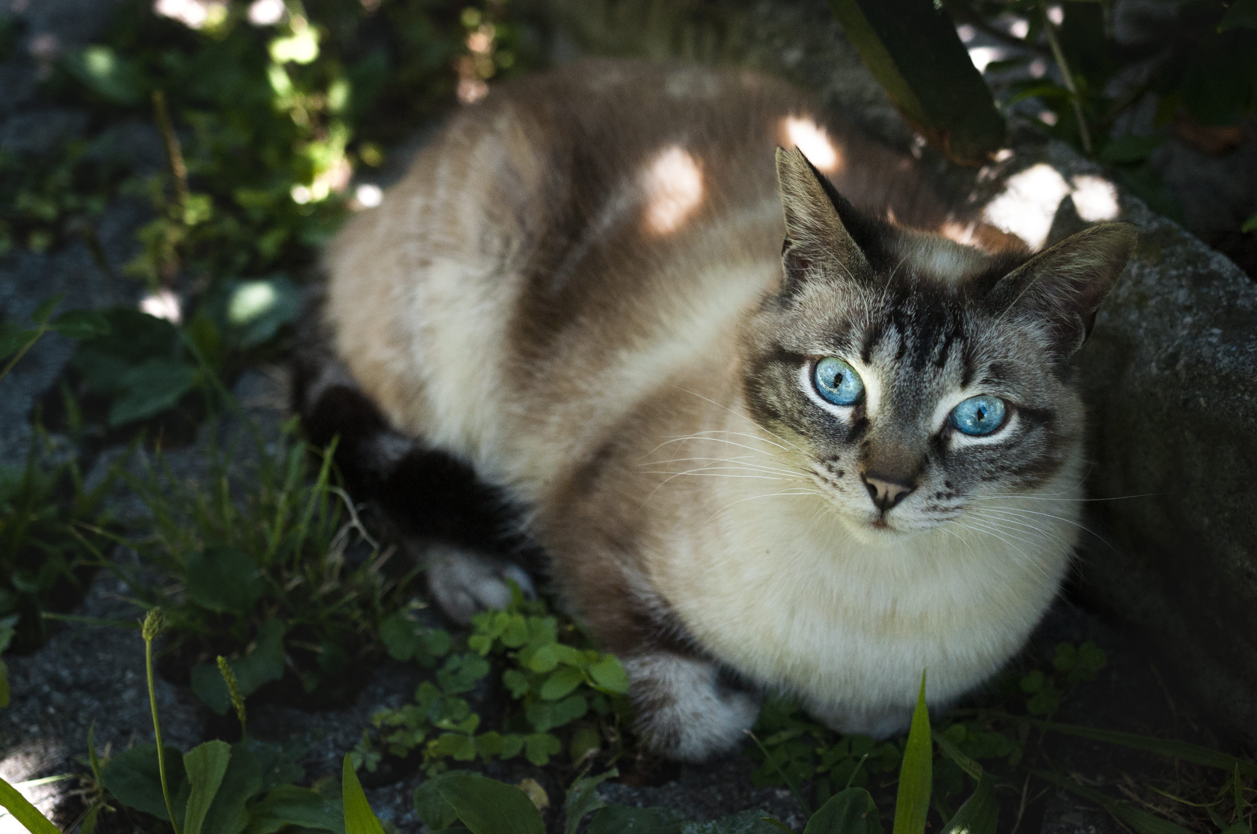 animal themes, day, blue, animal, looking at camera, nature, domestic cat, domestic animals, plant, no people, mammal, look, feline, italy, cat, monte isola, HD Wallpaper