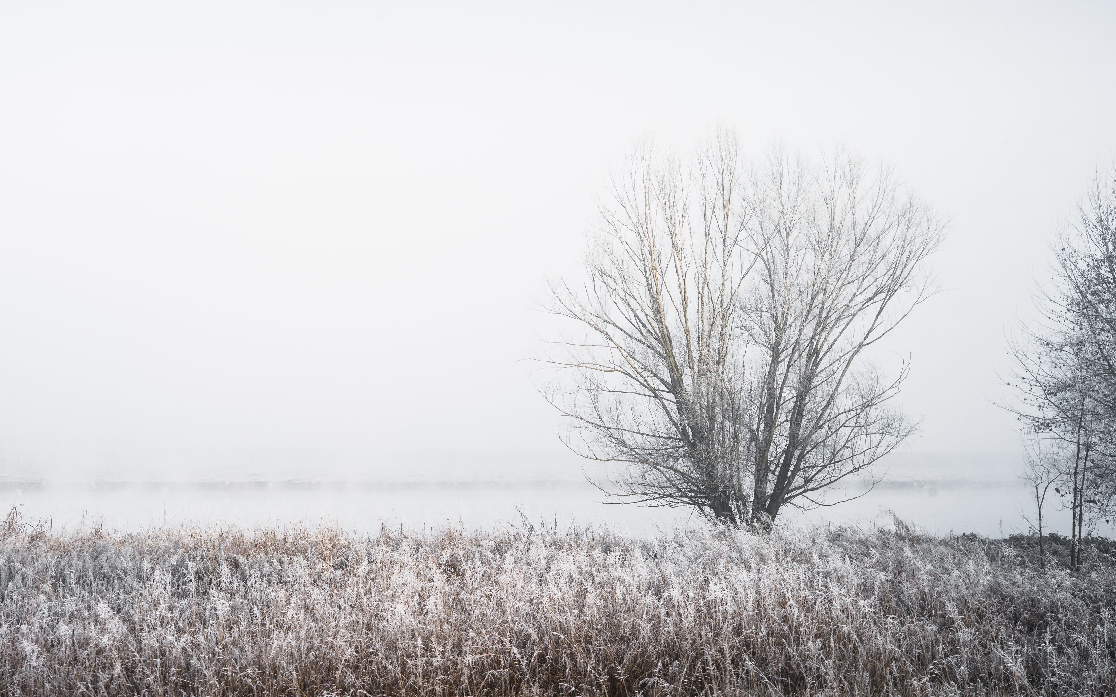 fog, environment, sky, nature, water, winter, non-urban scene, tree, beauty in nature, italy, outdoors, grass, land, 4K, countryside, scenics - nature, HD Wallpaper