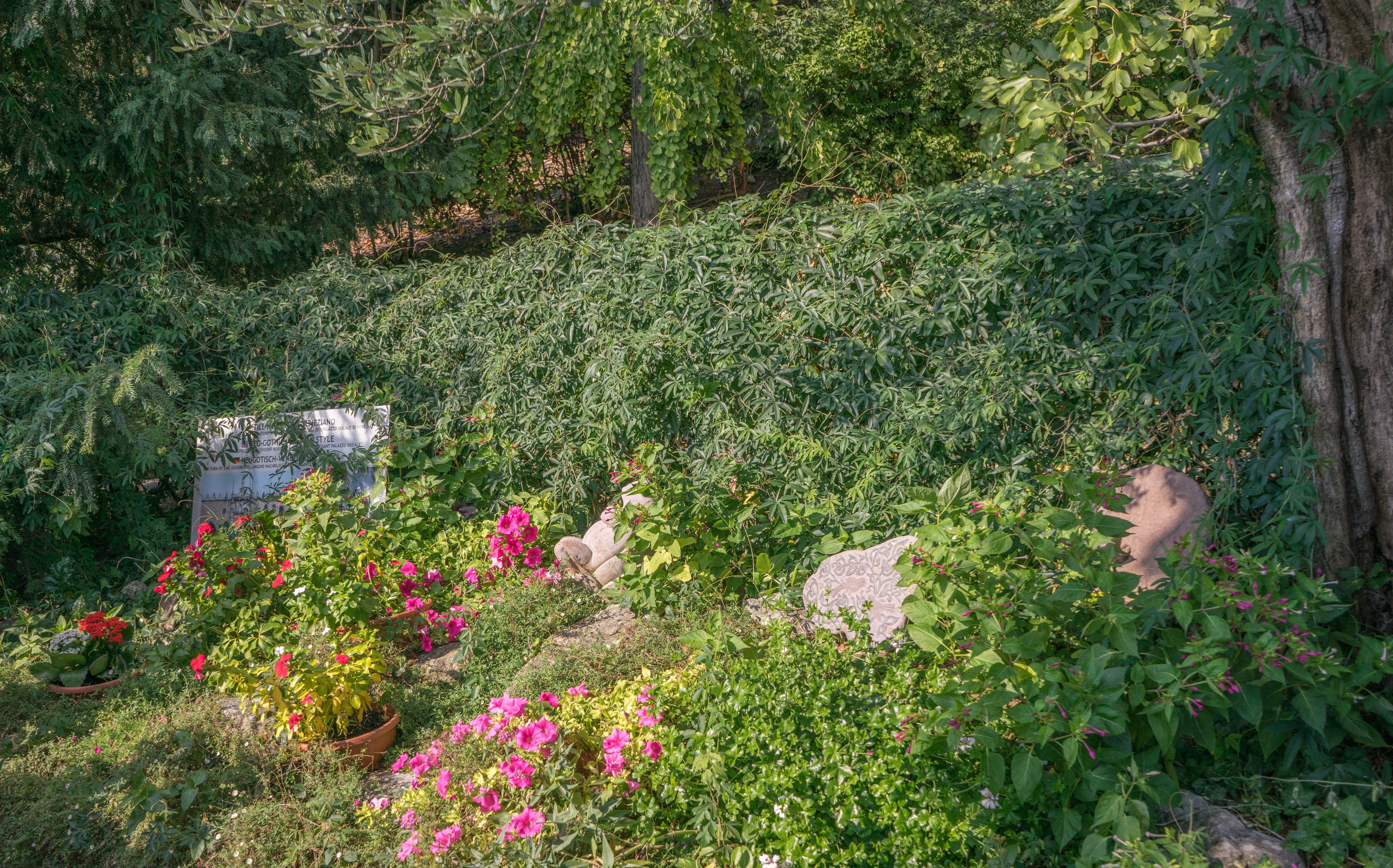 tranquility, botanical, flowering plant, flowers, flower, nature, green, bloom, rocks, outdoors, front or back yard, growth, tree, no people, 5K, lush foliage, HD Wallpaper