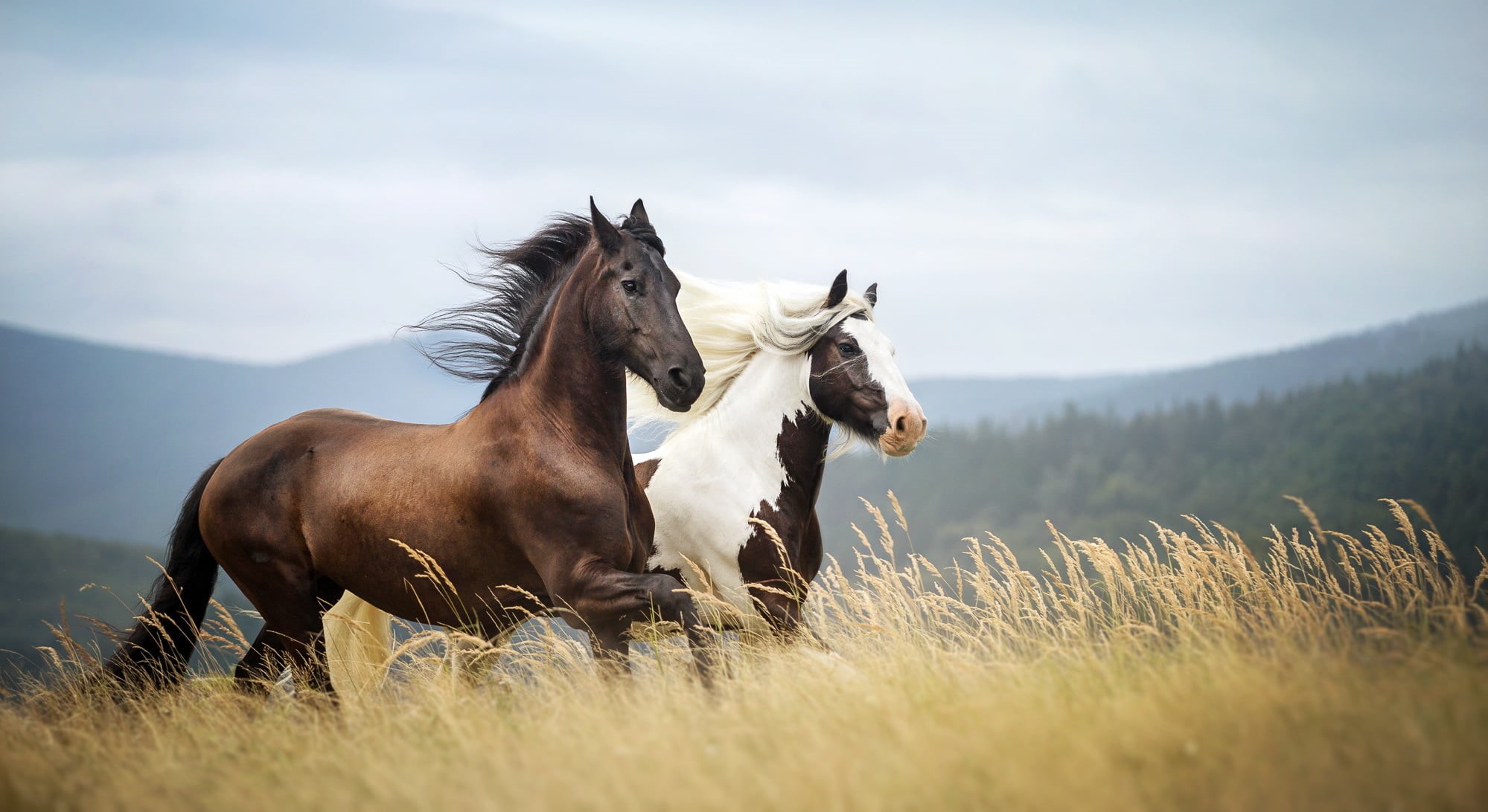 white, field, animal Head, pasture, rural Scene, beautiful, green Color, nature, plant, bay Horse, beauty In Nature, outdoors, horse, brown, land, beauty, HD Wallpaper