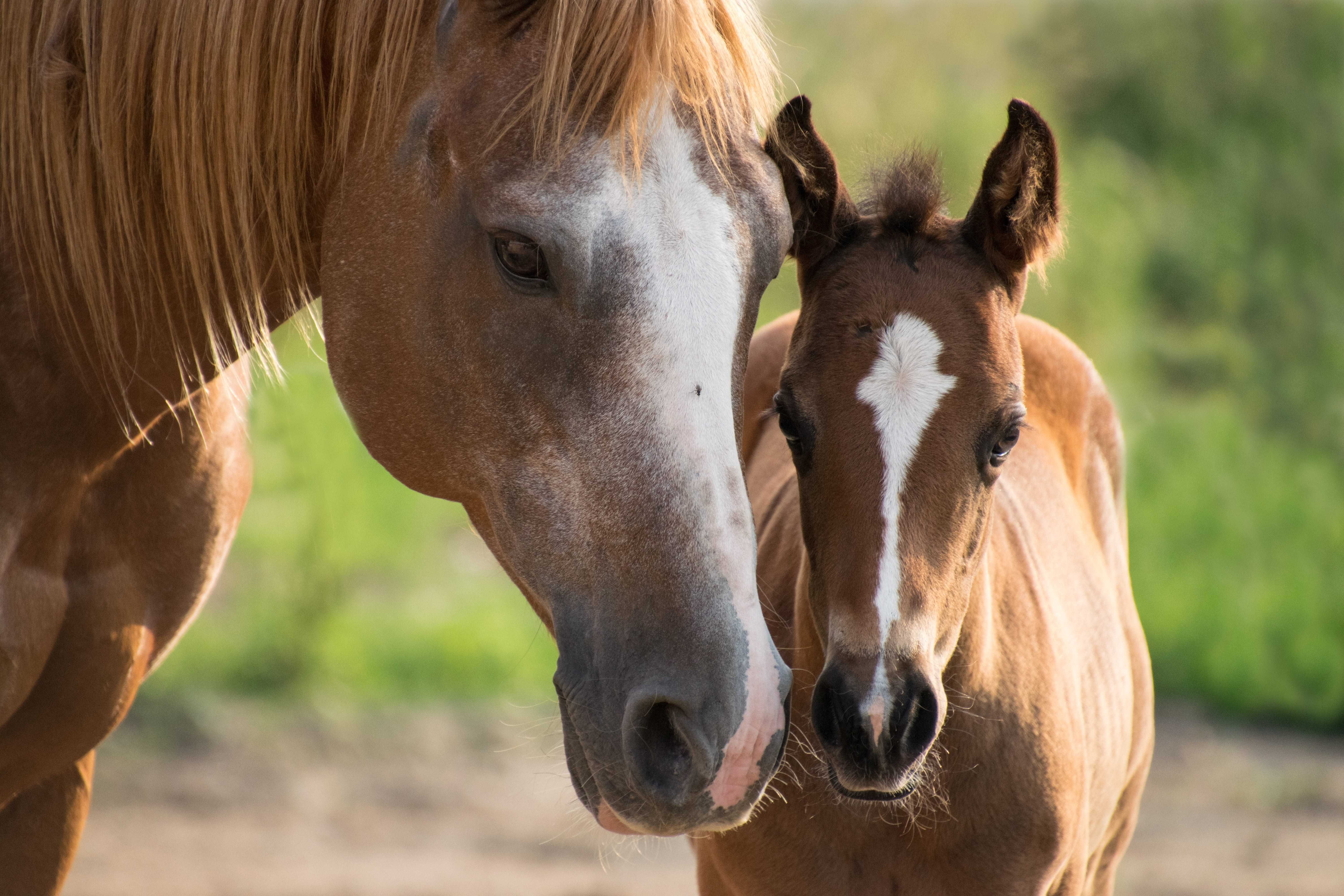 day, horses, 5K, one animal, animal wildlife, portrait, ranch, mane, domestic, domestic animals, two, livestock, brown, nature, horse, close-up, outdoors, HD Wallpaper
