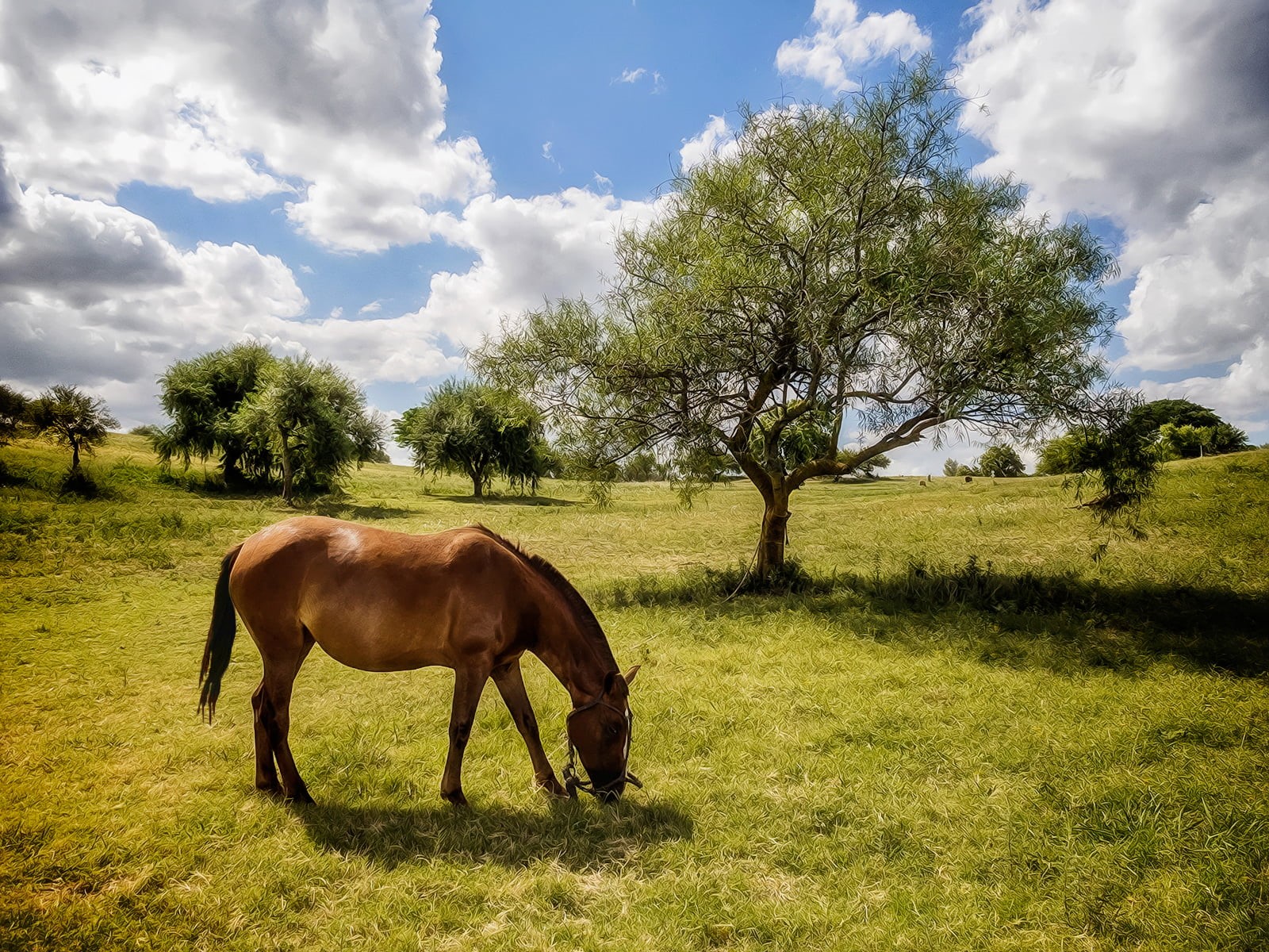 photo, rural, Photography, farm, landscape, grazing, animal, mammal, near, tree, rural Scene, sky, agreste, campo, nature, summer, mare, agro, blue, outdoors, HD Wallpaper