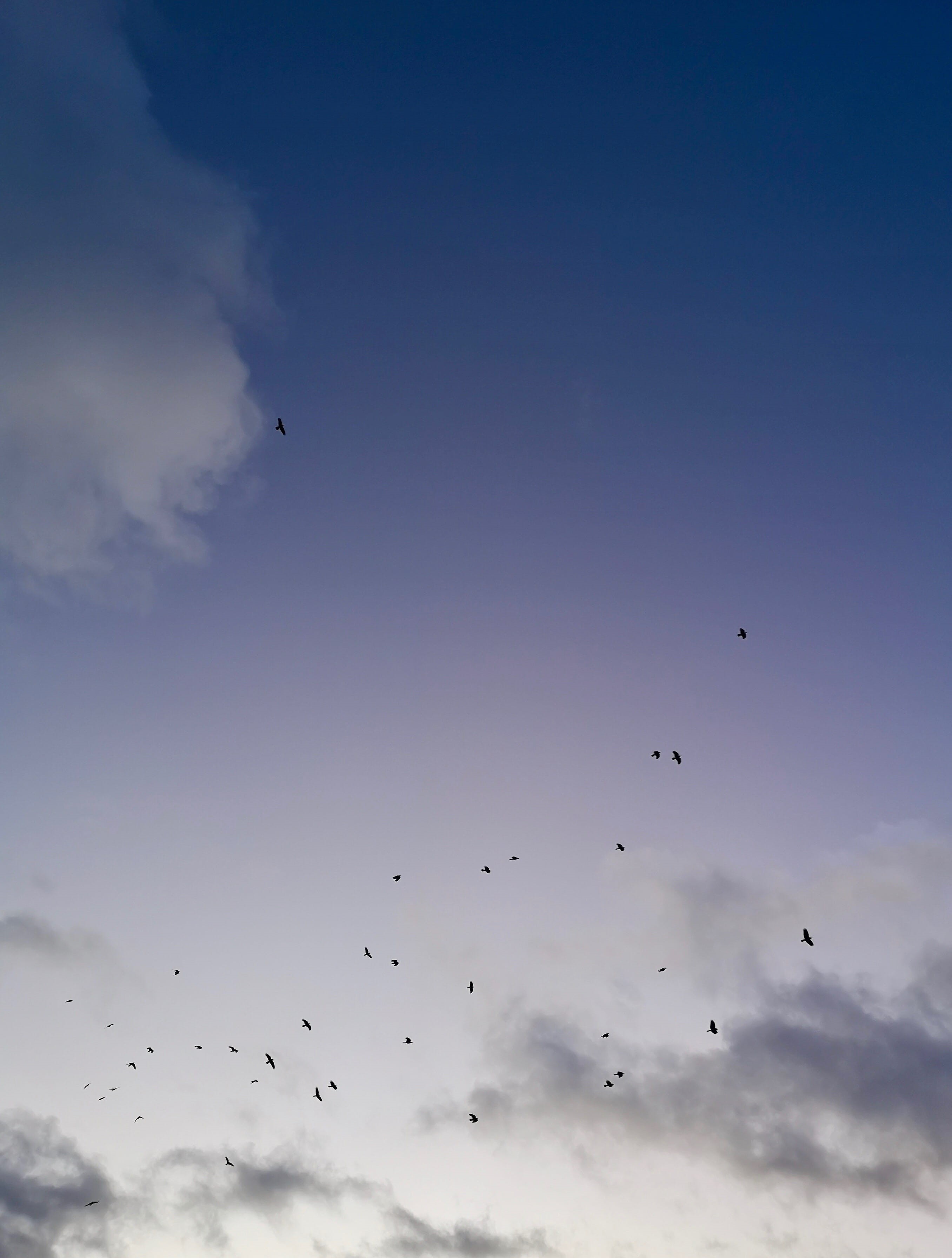2K, eagle, animals in the wild, flying, no people, low angle view, mid-air, nature, birds, tranquility, animal wildlife, bird, vertebrate, beauty in nature, Phone HD Wallpaper