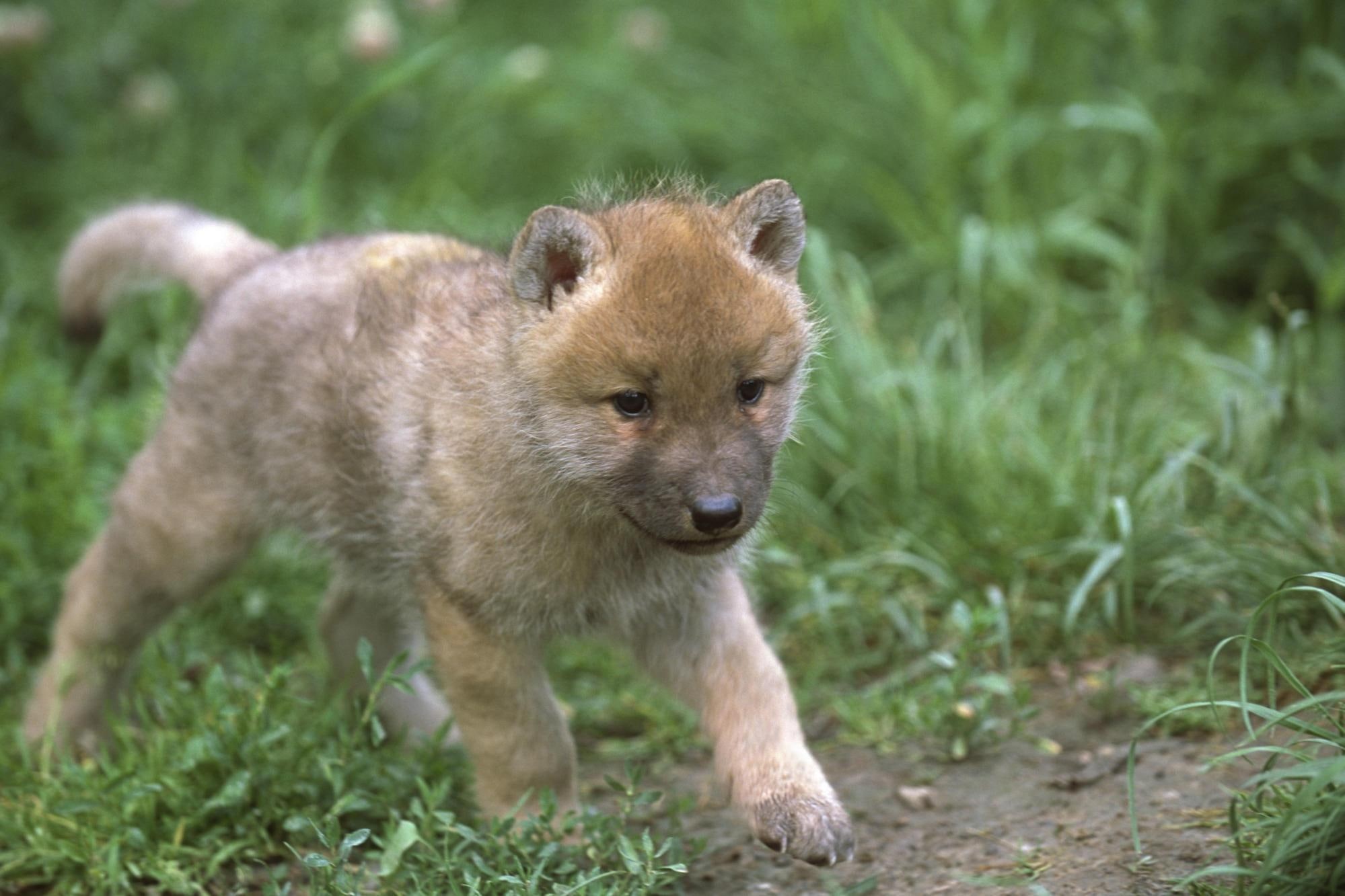 walking, short, wolf pup, animals, wild wolves, puppy, grey wolf, nature, coat, tan, wolf, wolves, 1080P, artic wolf, baby, HD Wallpaper