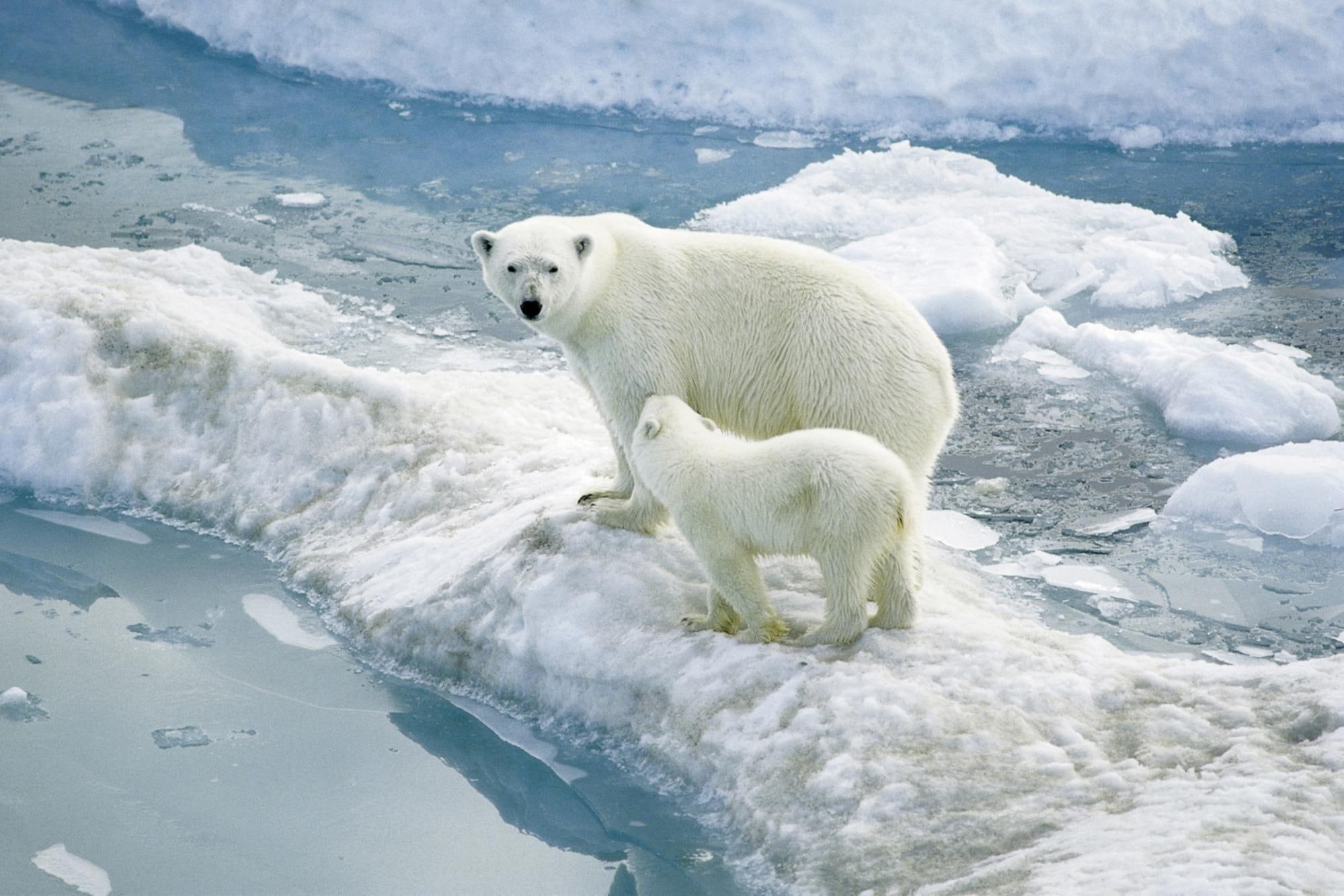 animals, wildlife, artic, 1080P, winter, polar, family, bear, learning, s, mom, urso, HD Wallpaper