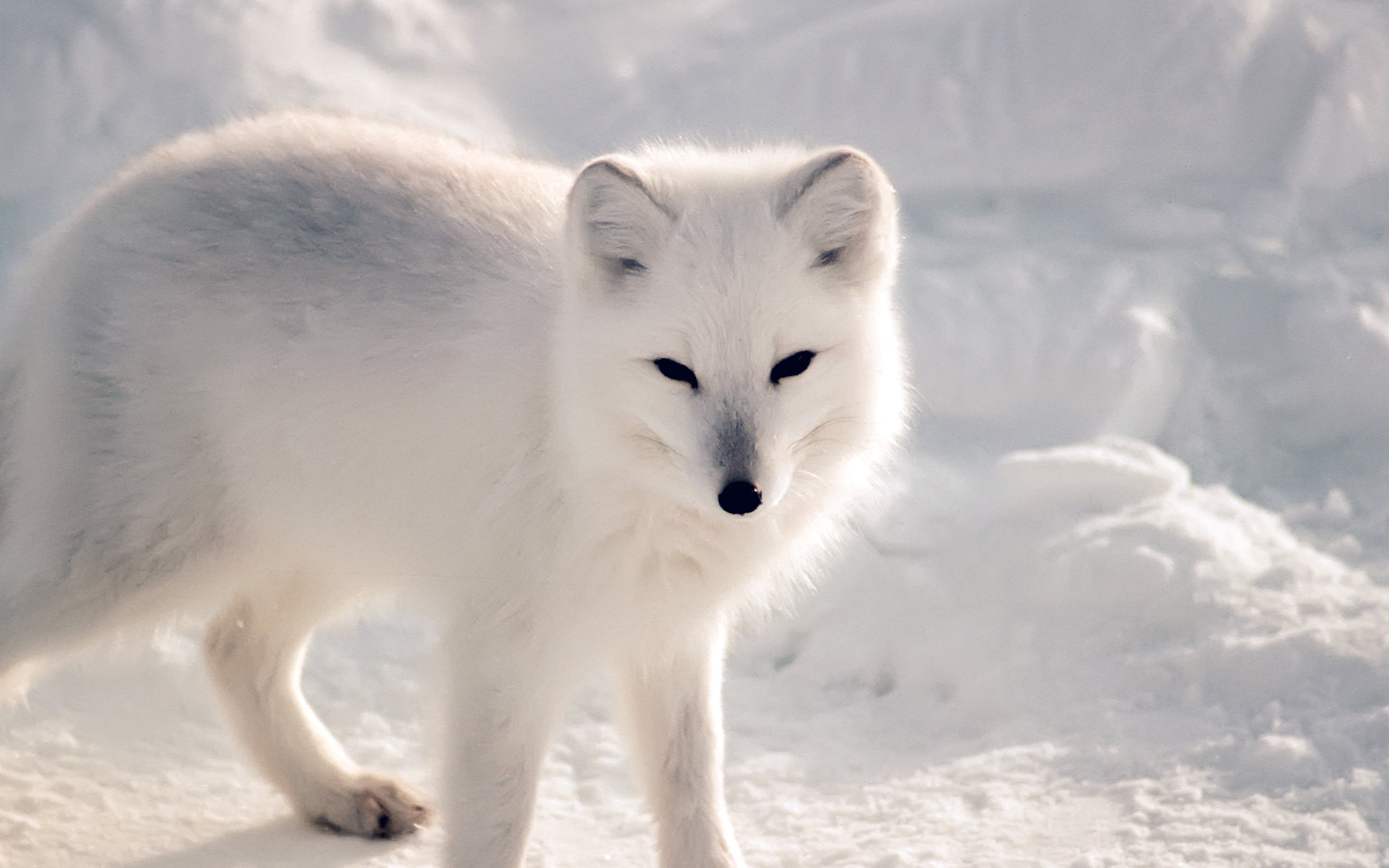 outdoors, animal themes, animal wildlife, white color, canine, cold temperature, nature, snow, 4K, dog, fox, full length, white, one animal, vertebrate, HD Wallpaper