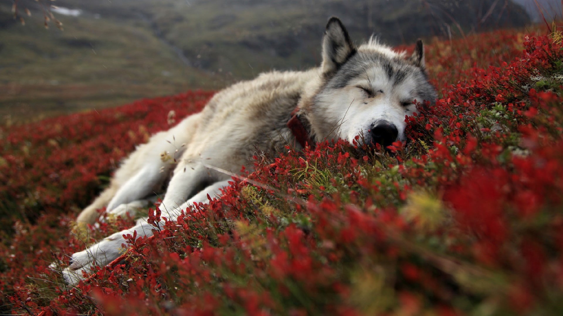 wolf, face, wolves, sleep, Artic, fur, flowers, Canines, Rest, life, Hills, predator, landscapes, nature, animals, wildlife, 1080P, Tundra, Prone, plants, HD Wallpaper