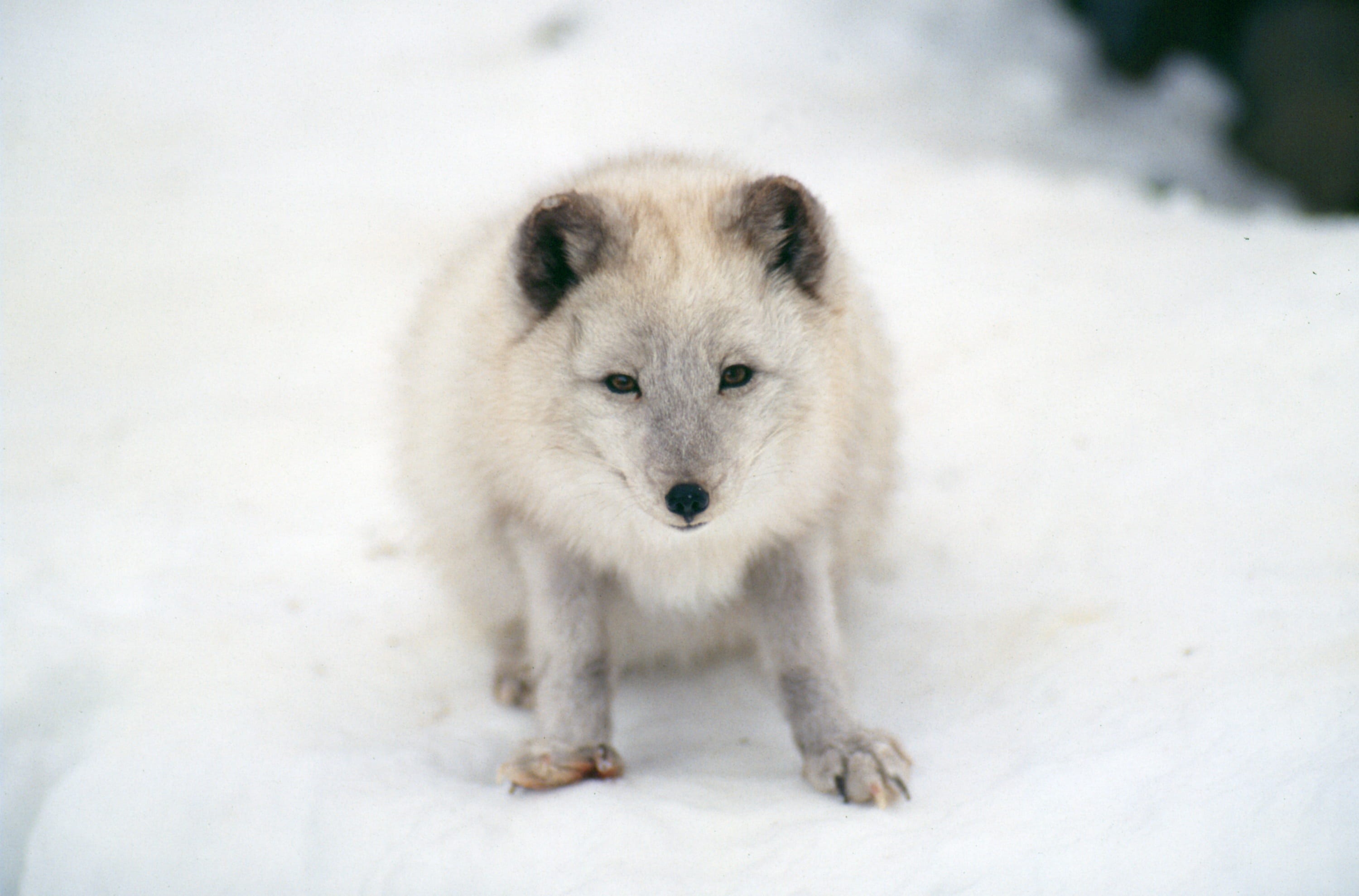 survival, day, animals in the wild, wildlife, no people, snowing, animal themes, snow, hunting, winter, vertebrate, mammal, outdoors, portrait, 2K, artic fox, HD Wallpaper