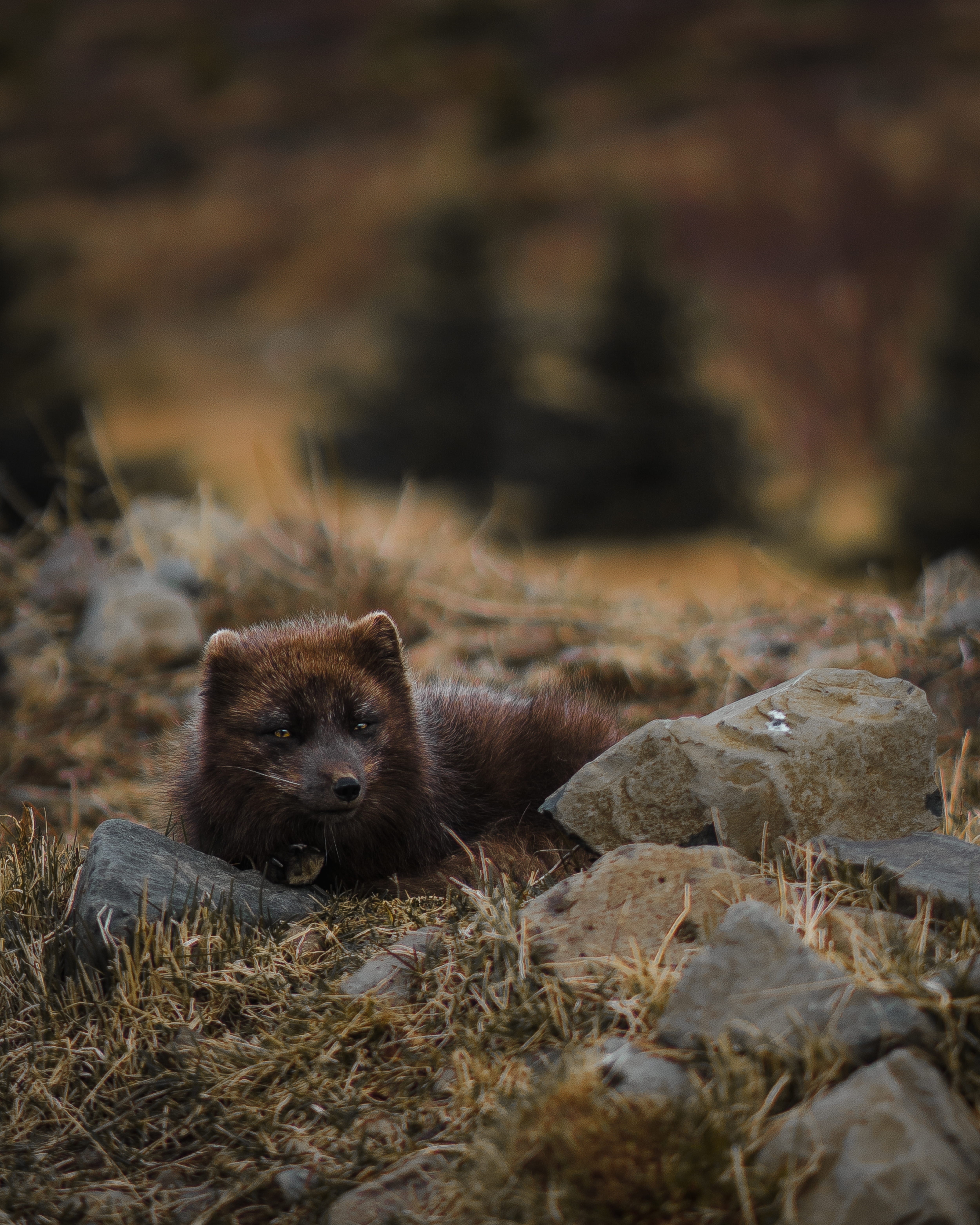 nature, savage, day, iceland, mammal, wild, animal themes, rock, no people, looking at camera, focus on foreground, plant, short, 5K, fox, artic, brown, Phone HD Wallpaper