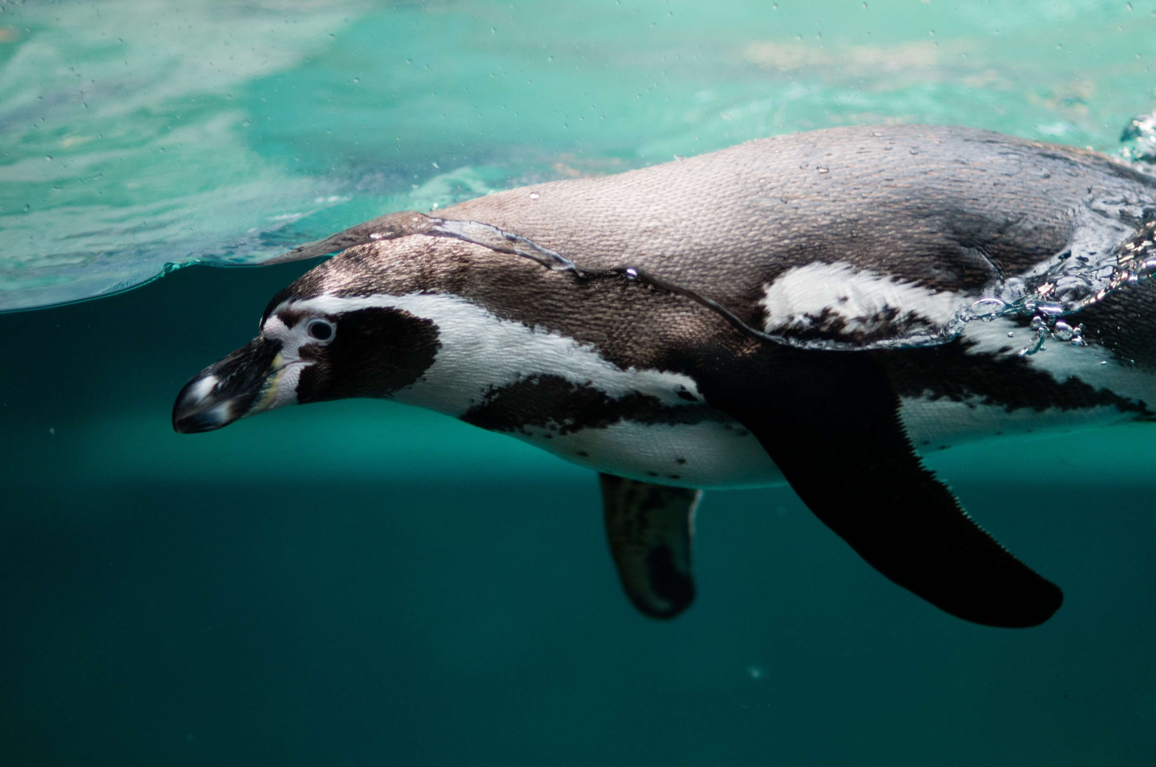one animal, mammal, artic, animals in the wild, aquatic mammal, sea life, animal, marine, nature, day, dive, antartica, 4K, seal - animal, animal wildlife, HD Wallpaper
