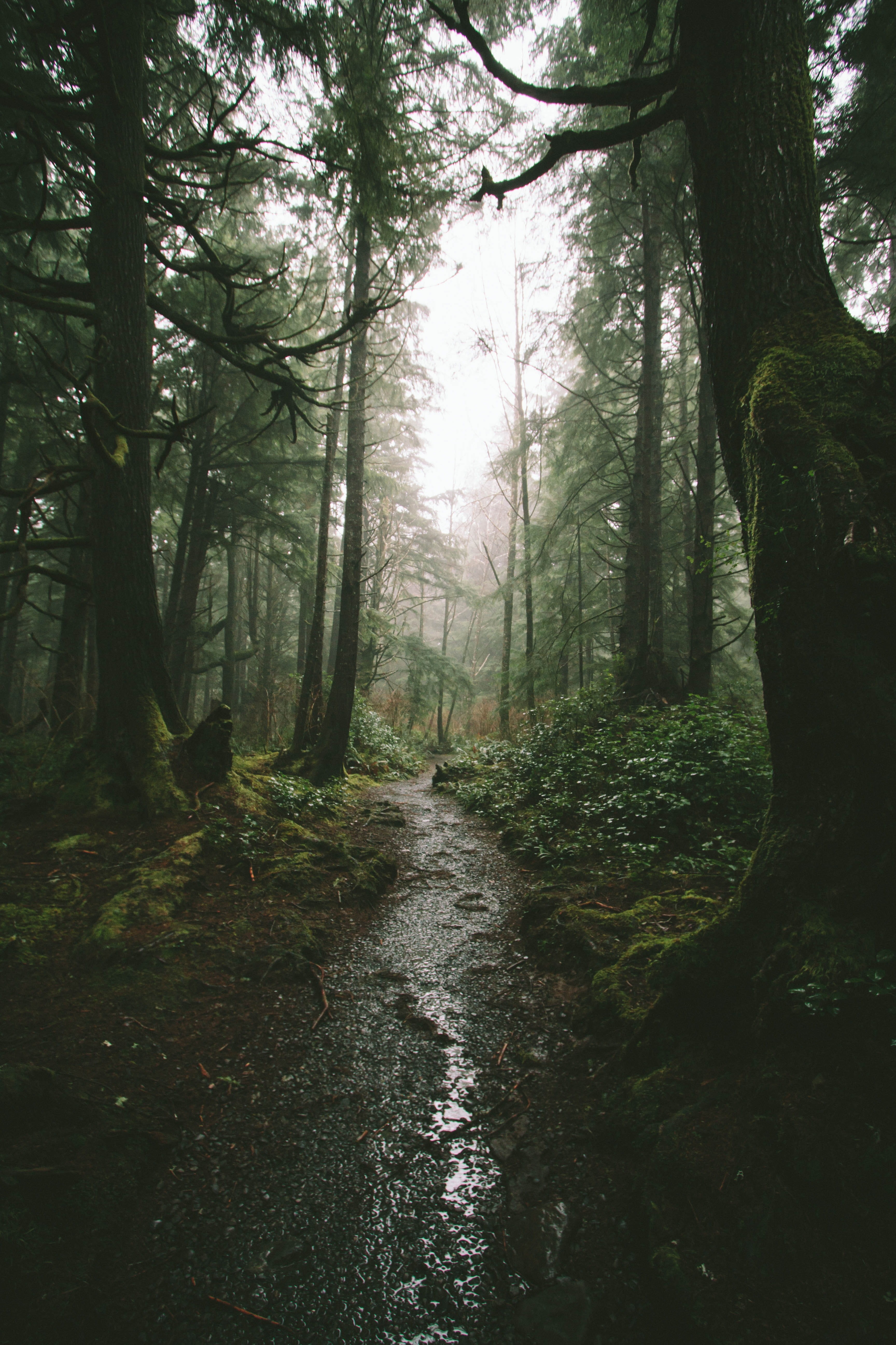 tree trunk, tranquility, scenics - nature, the way forward, wanderlust, land, 5K, wa, forks, outdoors, nature, forest, footpath, tranquil scene, pnw, united states, Phone HD Wallpaper
