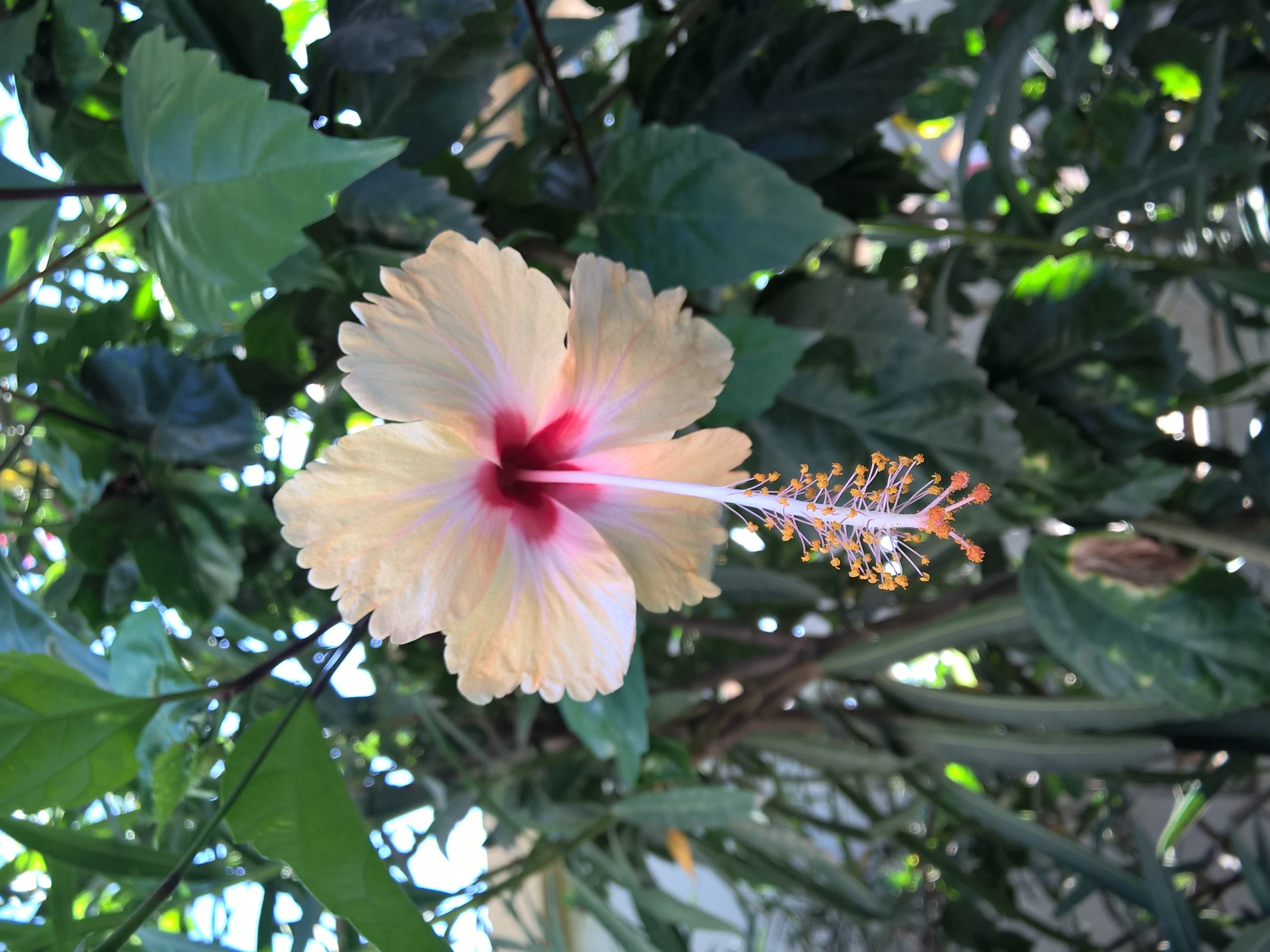 pink color, no people, pollen, outdoors, inflorescence, fragility, freshness, 2K, flowering plant, plant part, flower head, leaf, hibiscus, vulnerability, HD Wallpaper