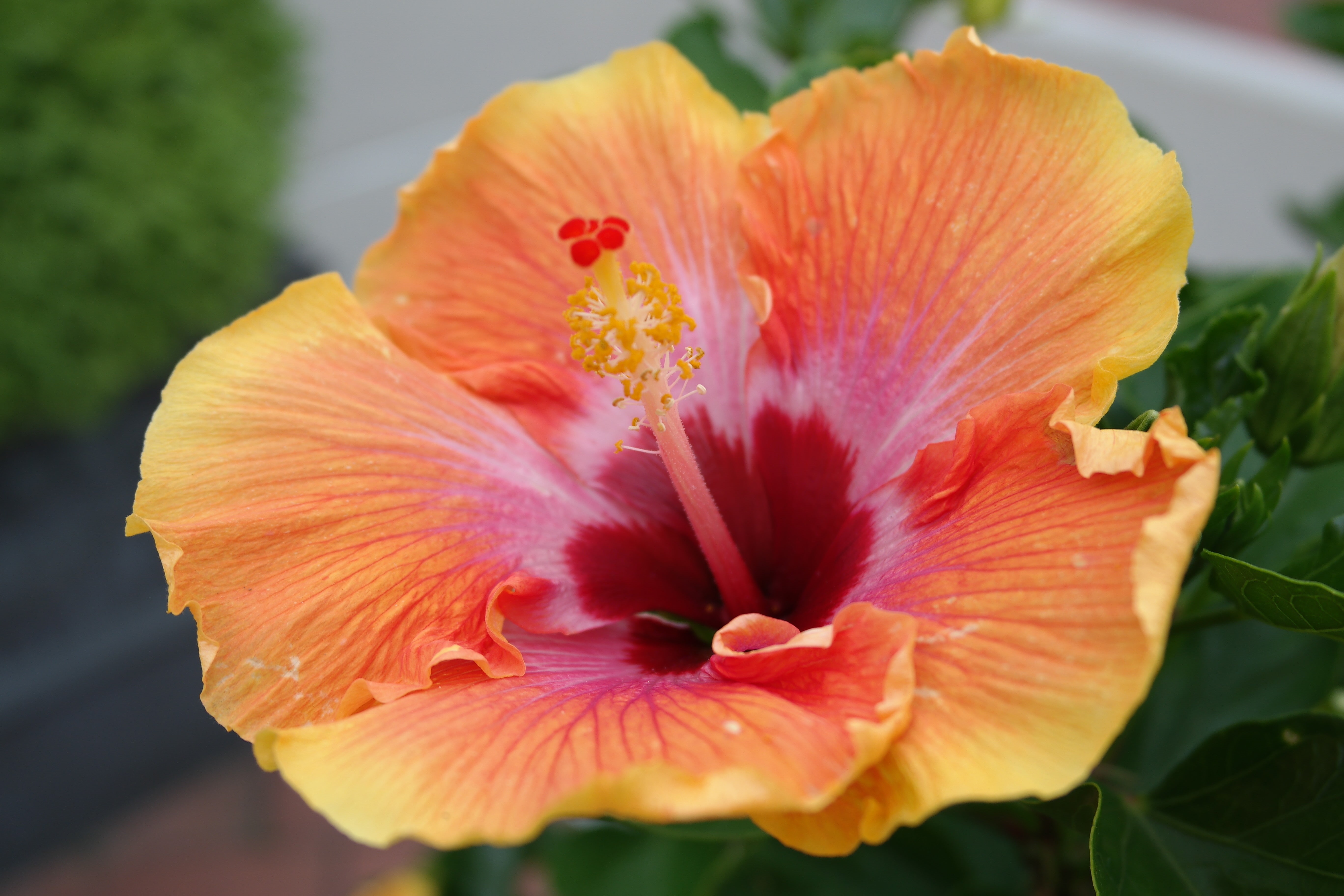 5K, flowers, hibiscus, HD Wallpaper