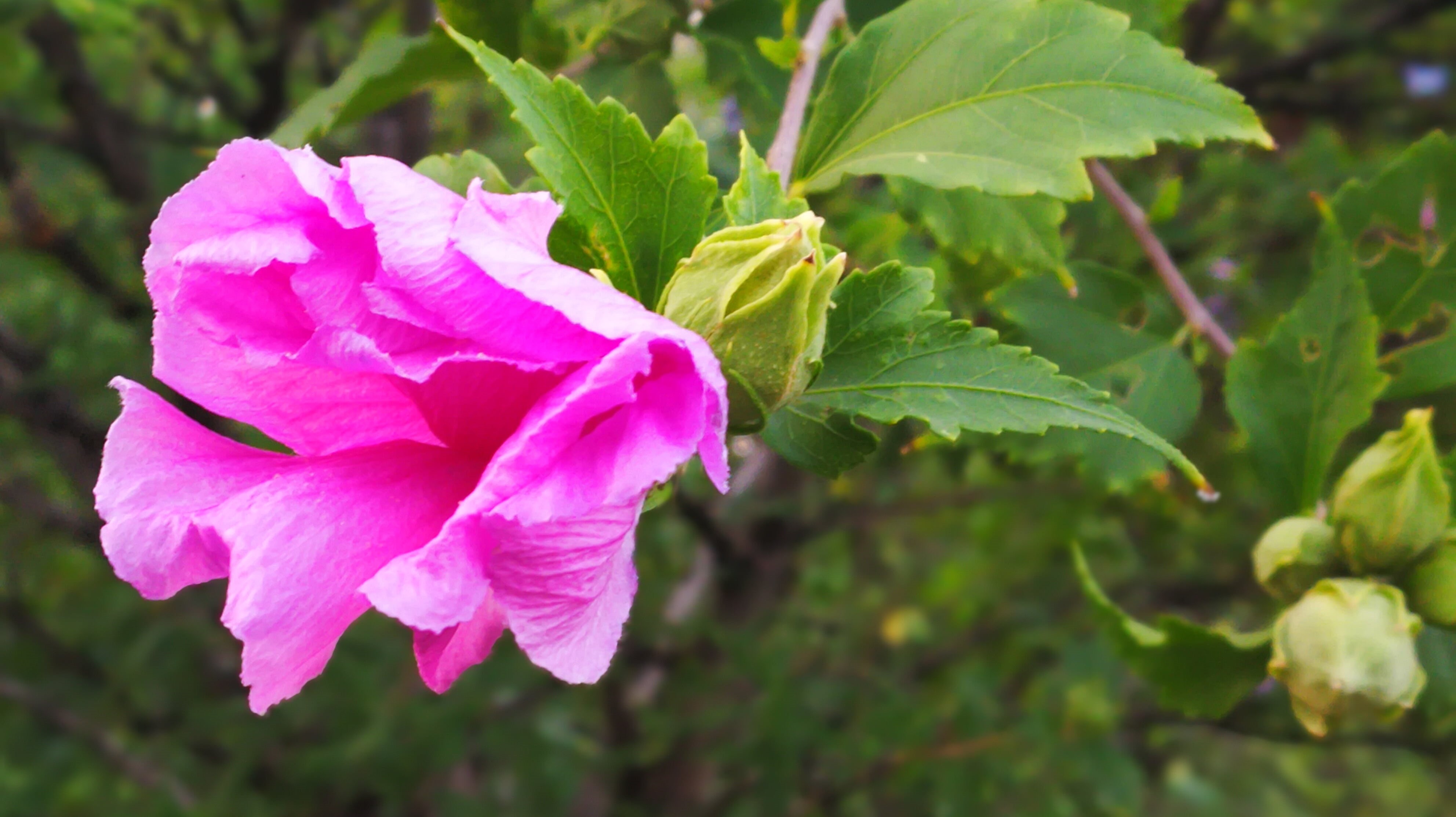 fragility, nature, inflorescence, green color, 4K, plant part, plant, red flowers, springtime, growth, freshness, leaf, hibiscus, close-up, beauty in nature, HD Wallpaper