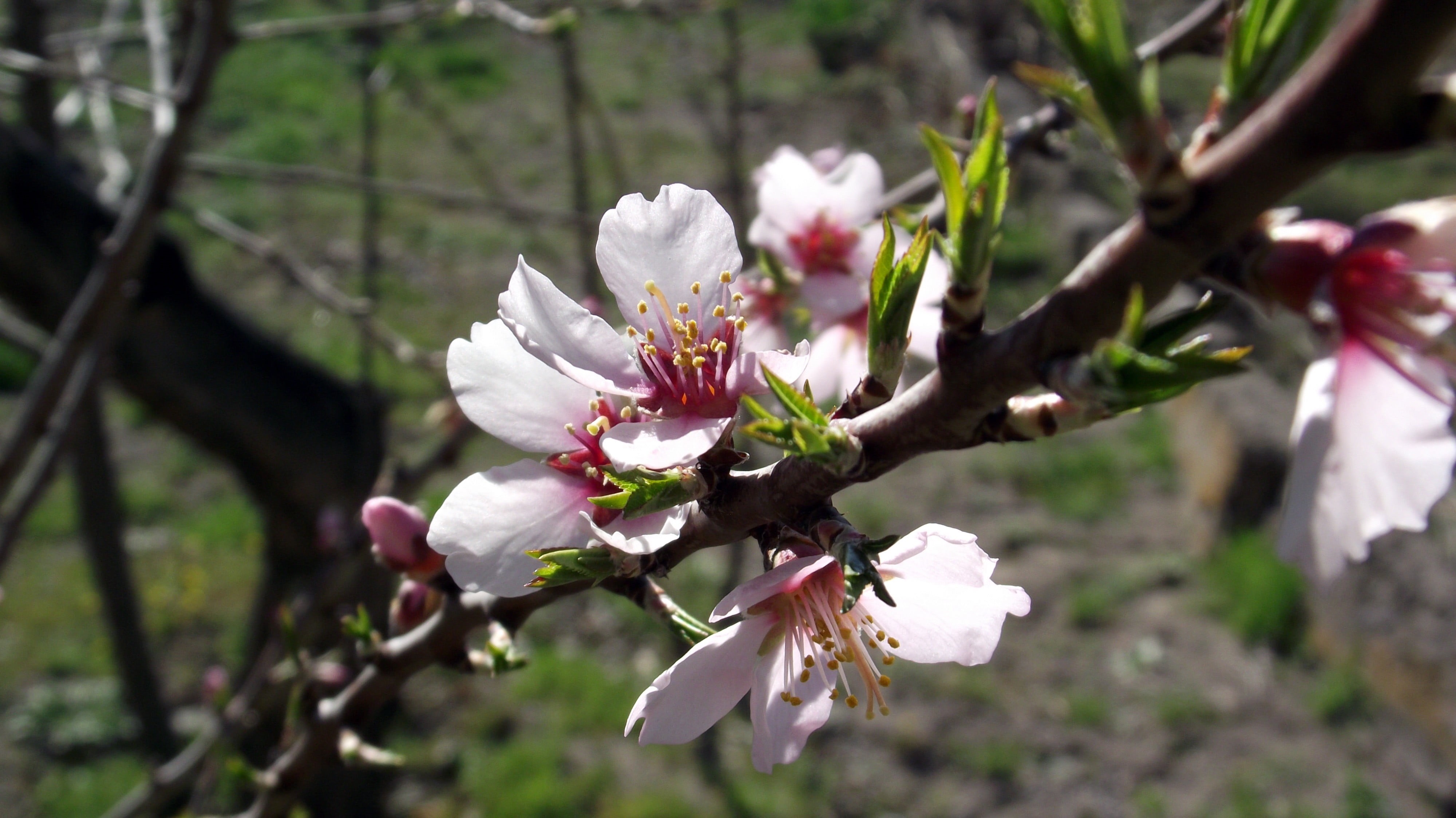 cherry tree, twig, blossom, spring, flower, growth, vulnerability, fragility, cherry blossom, flower head, freshness, plant, white color, beauty in nature, HD Wallpaper