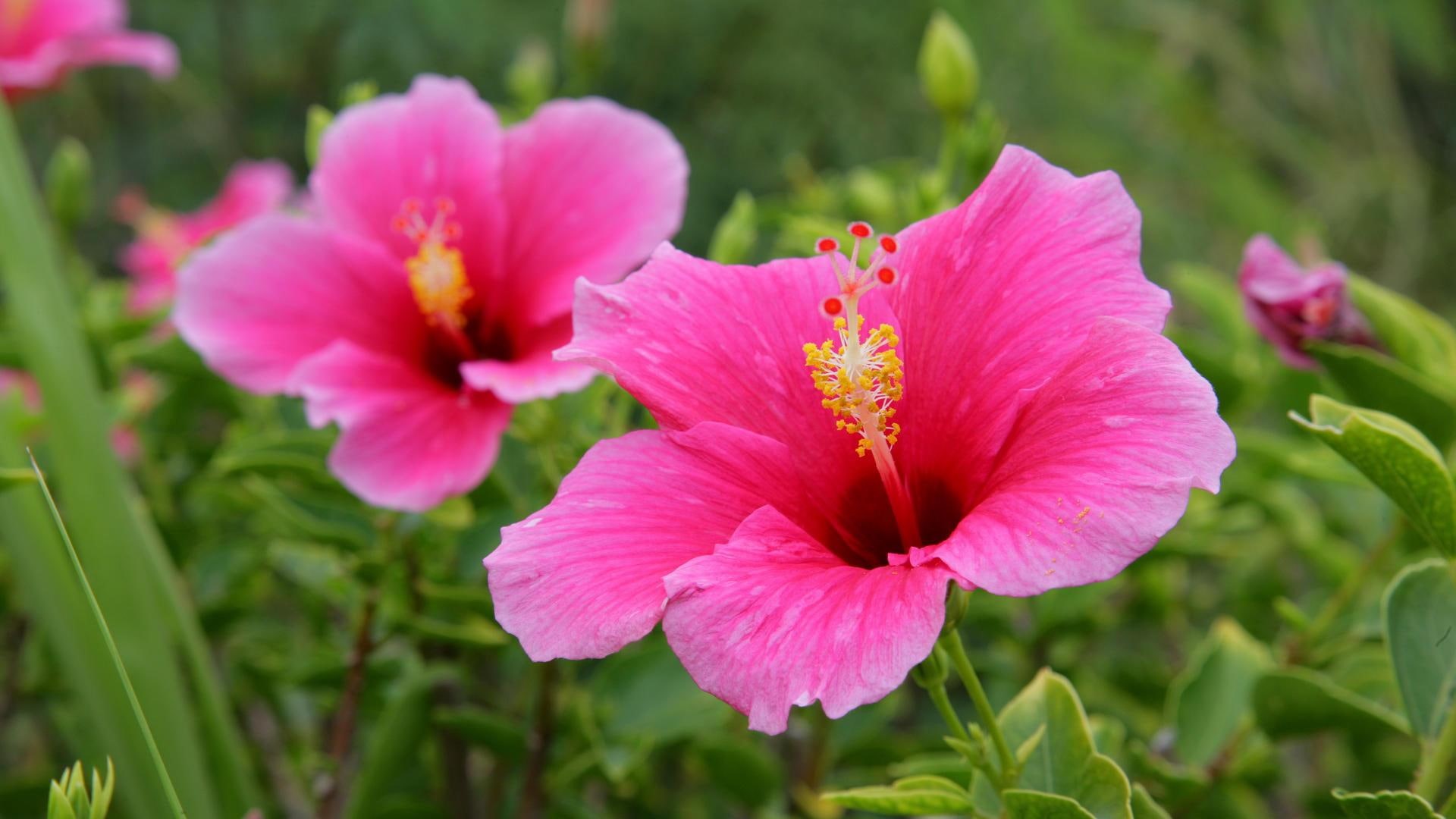 photoshop, delicacy, pink, paisaje, flowers, 1080P, hibiscus, landscapes, nice, peisaje, picture, black, help, HD Wallpaper