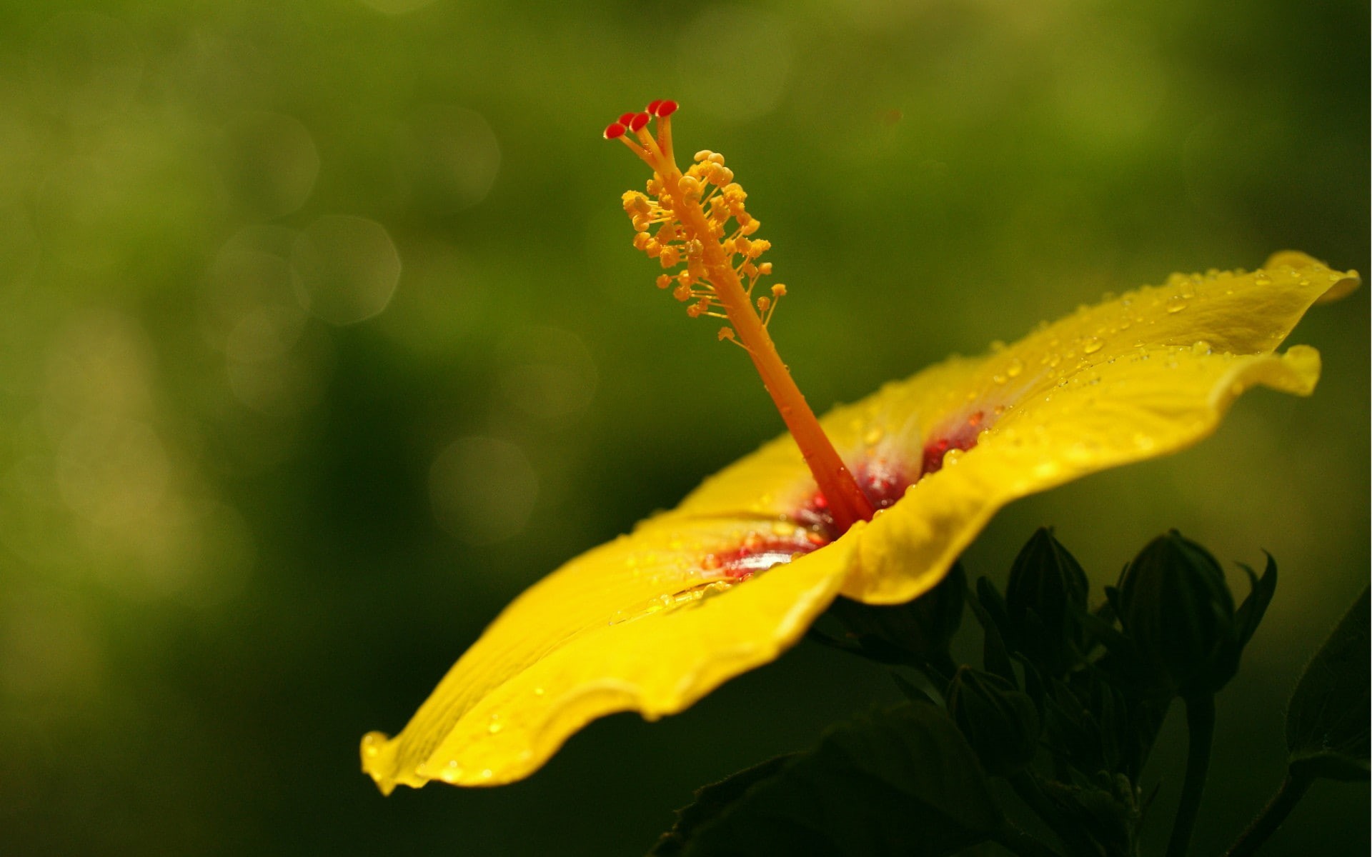 flower, growth, pollen, purity, inflorescence, petal, flower head, freshness, 1080P, wet, yellow, beauty in nature, outdoors, softness, water, fragility, HD Wallpaper