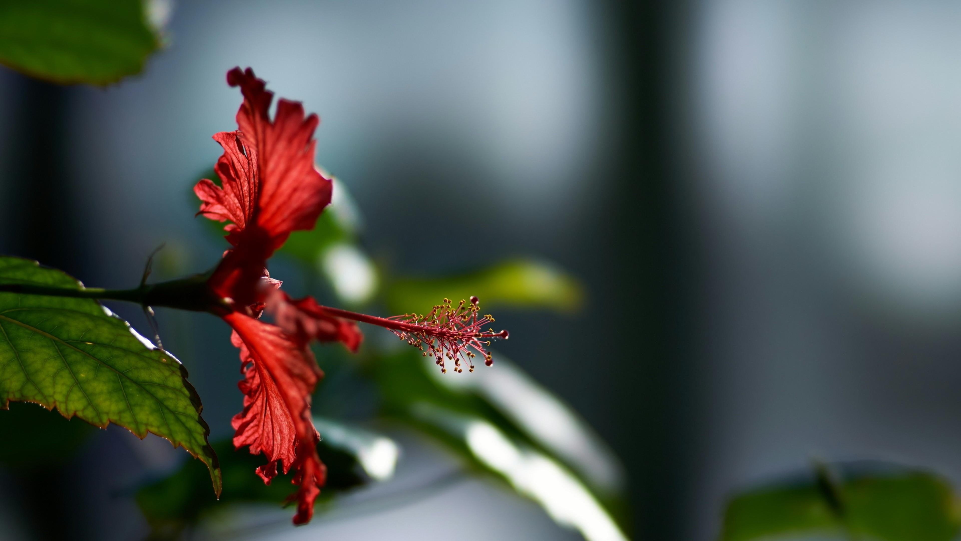4K, flower, hibiscus, blurry, close-up, macro, HD Wallpaper