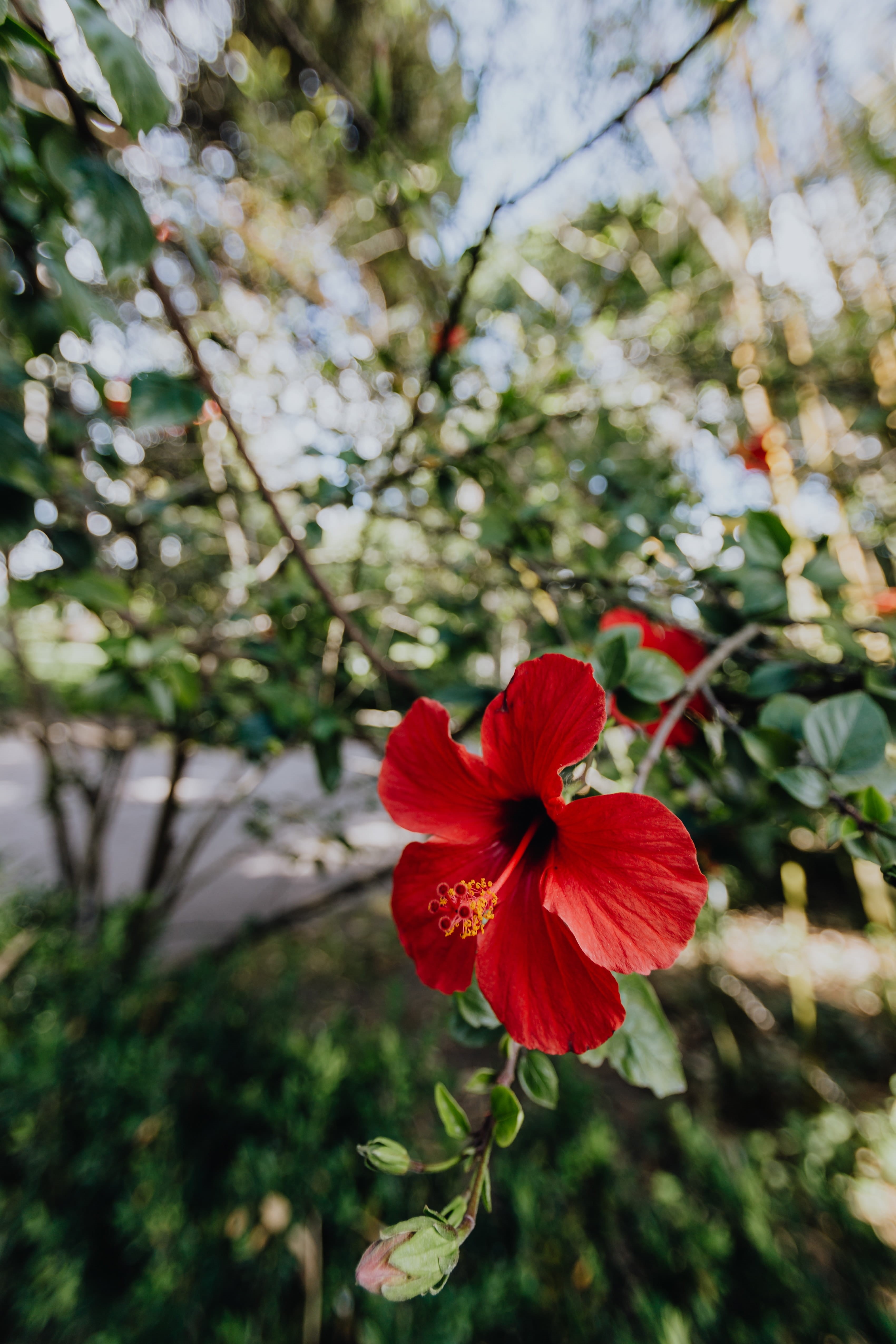 vulnerability, fragility, nature, inflorescence, close-up, no people, pollen, flower, floral, beauty in nature, flowering plant, plant, focus on foreground, Phone HD Wallpaper