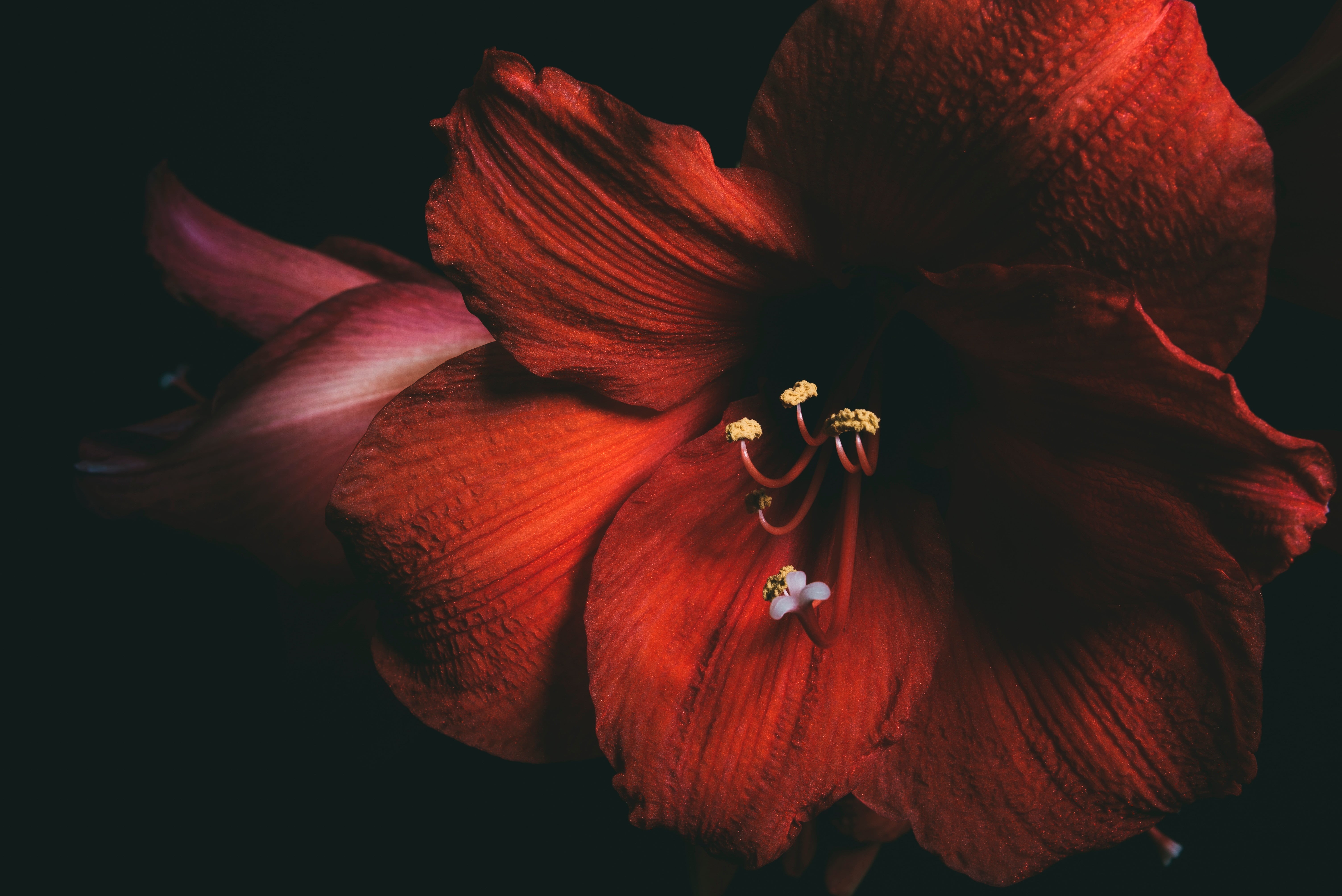 hibiscus, flower Head, growth, orange Color, pollen, softness, yellow, wilted plant, decoration, close-up, backgrounds, nature, petals, single Flower, vulnerability, HD Wallpaper