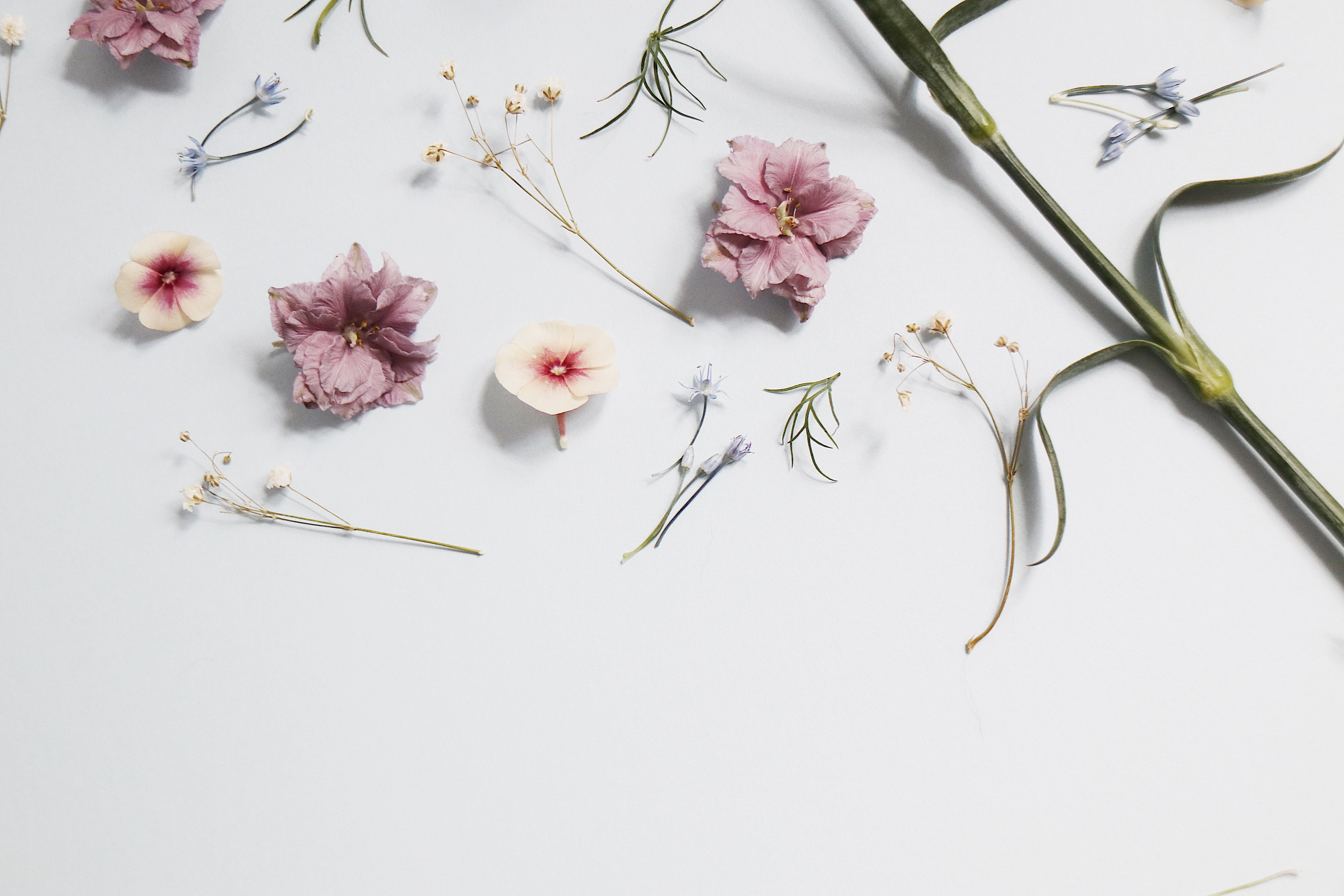 flowers, blossom, white color, still life, minimalistic, hibiscus, freshness, studio shot, lifestyle, plant, pink, nature, minimal, no people, flowering plant, HD Wallpaper