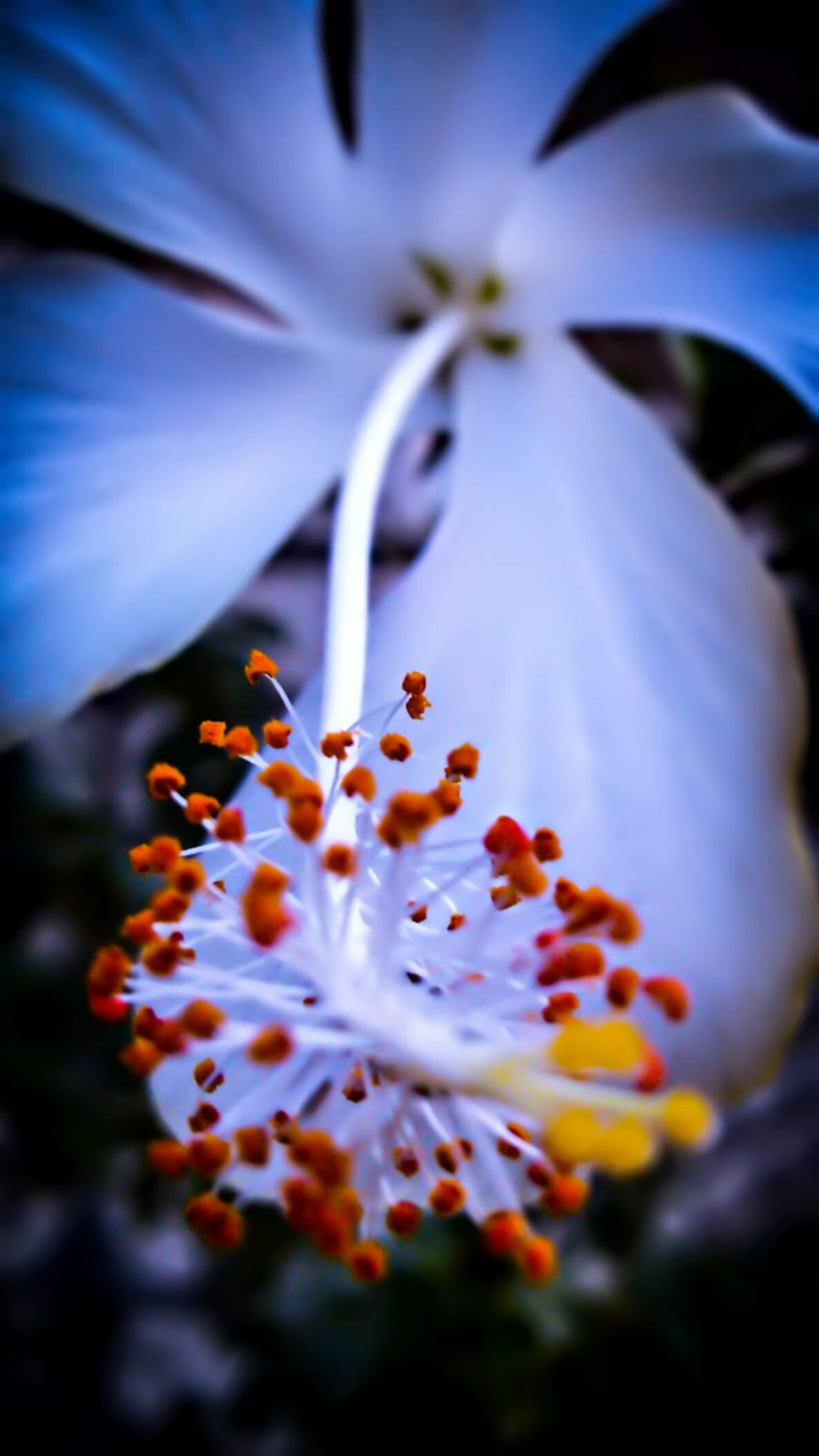 colourful, selective focus, white, pollen, springtime, flower, petals, close-up, plant, blossom, bloom, blur, photography, no people, botany, Phone HD Wallpaper