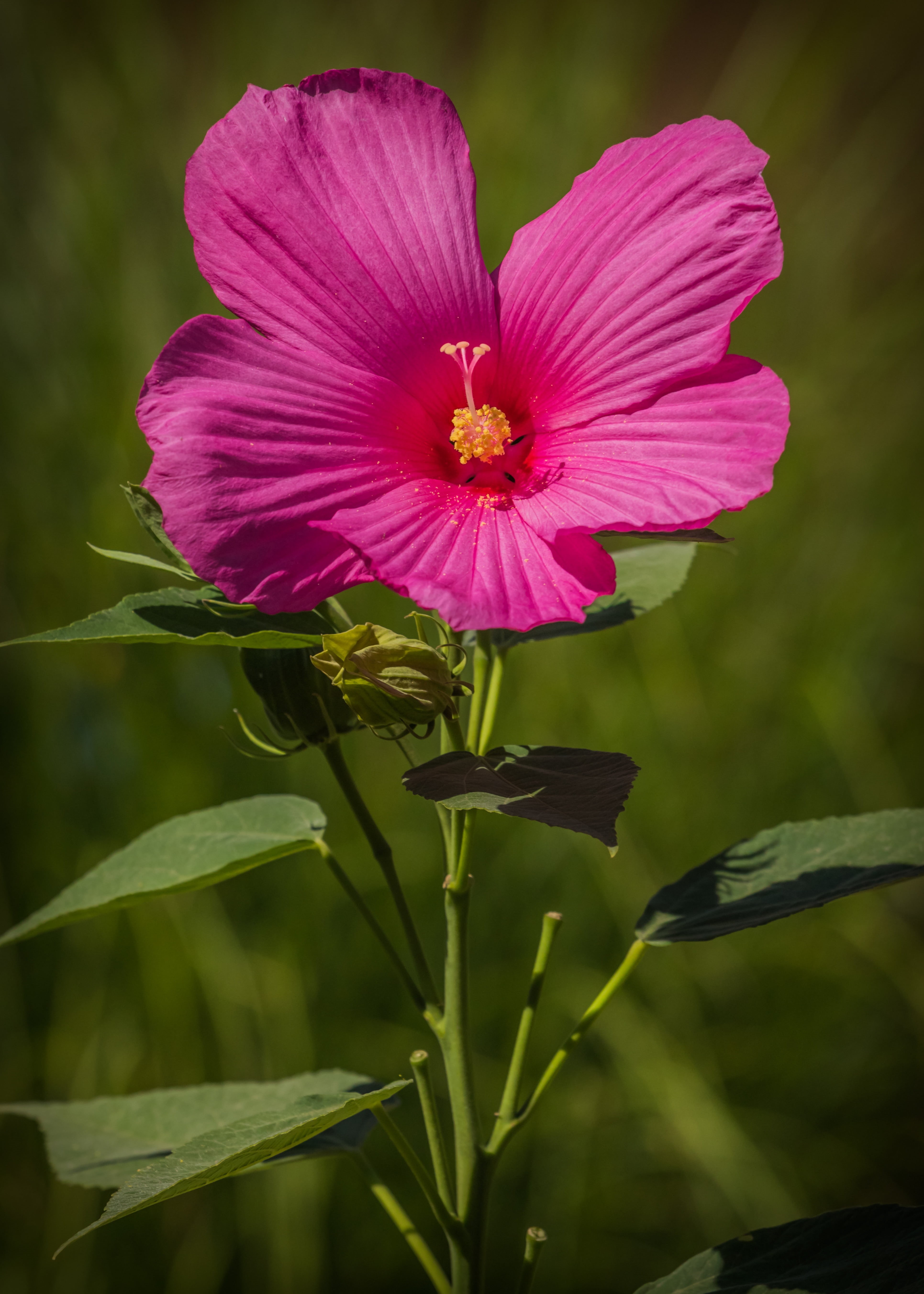 day, nature, freshness, vulnerability, photography, 5K, no people, plant, green color, petal, purple, hibiscus, flower Head, inflorescence, close, summer, Phone HD Wallpaper