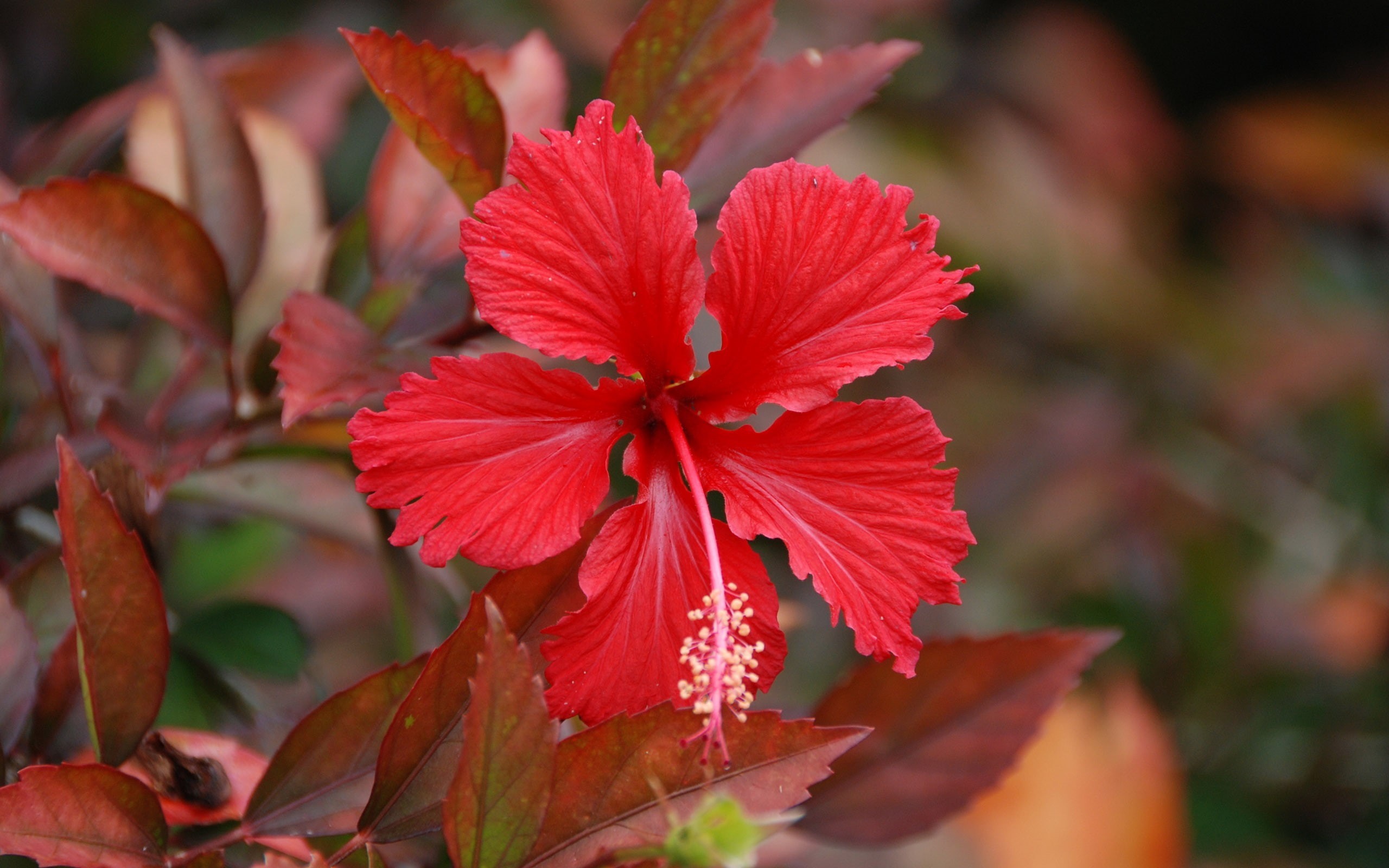 bokeh, hibiscus, red flowers, nature, 2K, plants, red, flowers, HD Wallpaper