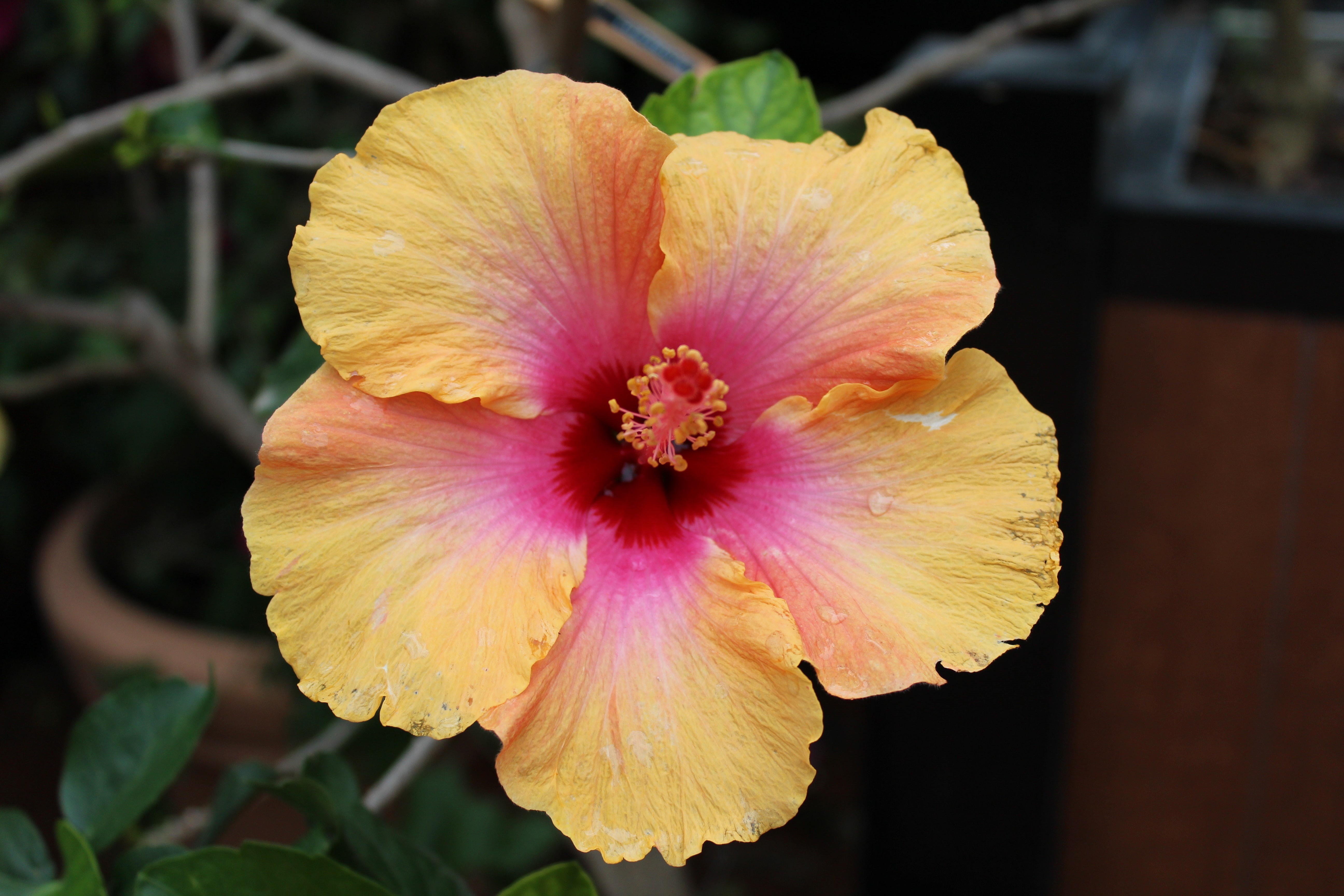 flowers, pink color, pollen, flower, focus on foreground, no people, vulnerability, petal, 5K, inflorescence, beauty in nature, freshness, growth, hibiscus, HD Wallpaper