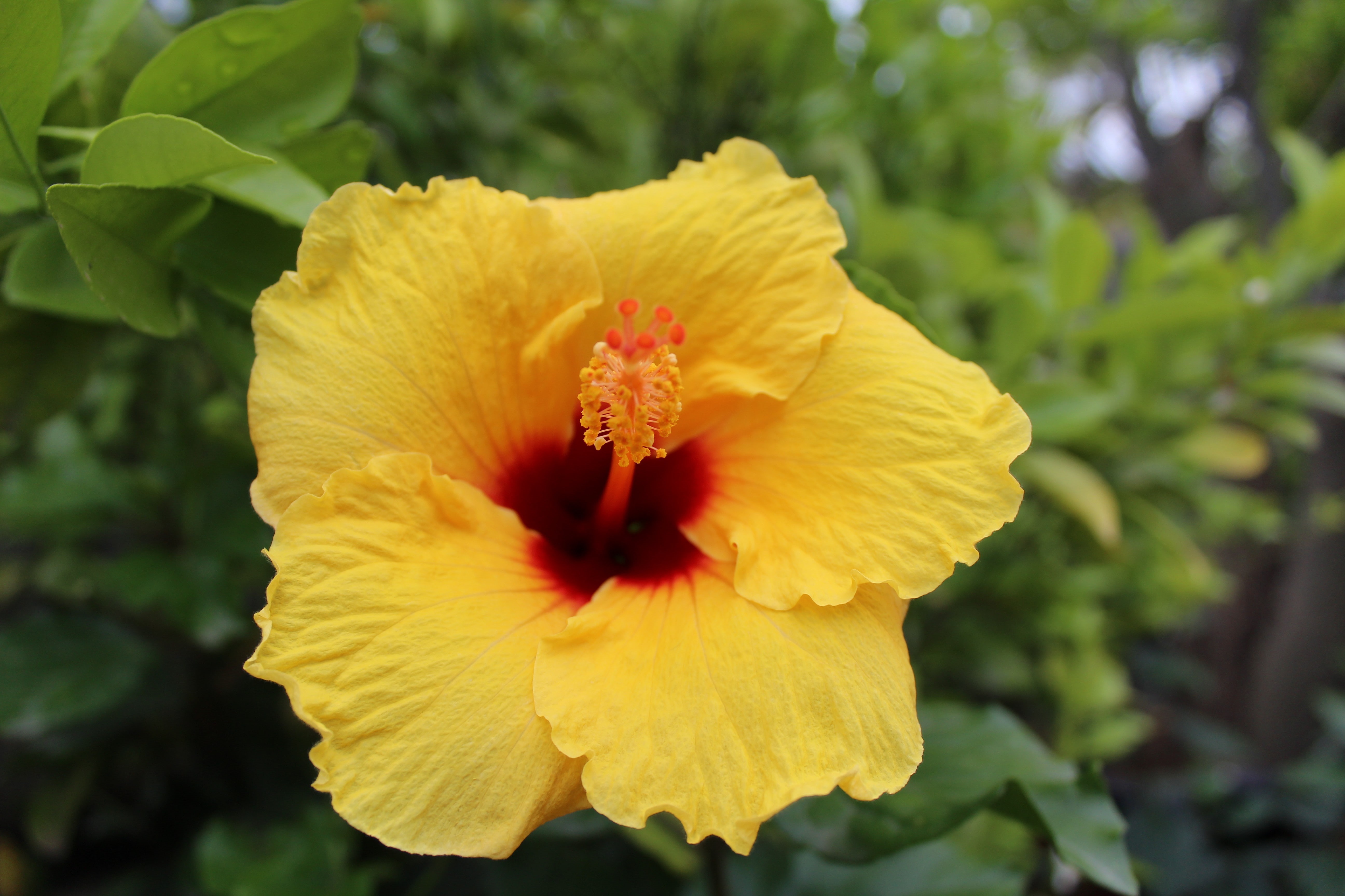 no people, growth, vulnerability, freshness, flower head, focus on foreground, fragility, red, outdoors, hibiscus, flower, pollen, day, plant, beauty in nature, HD Wallpaper