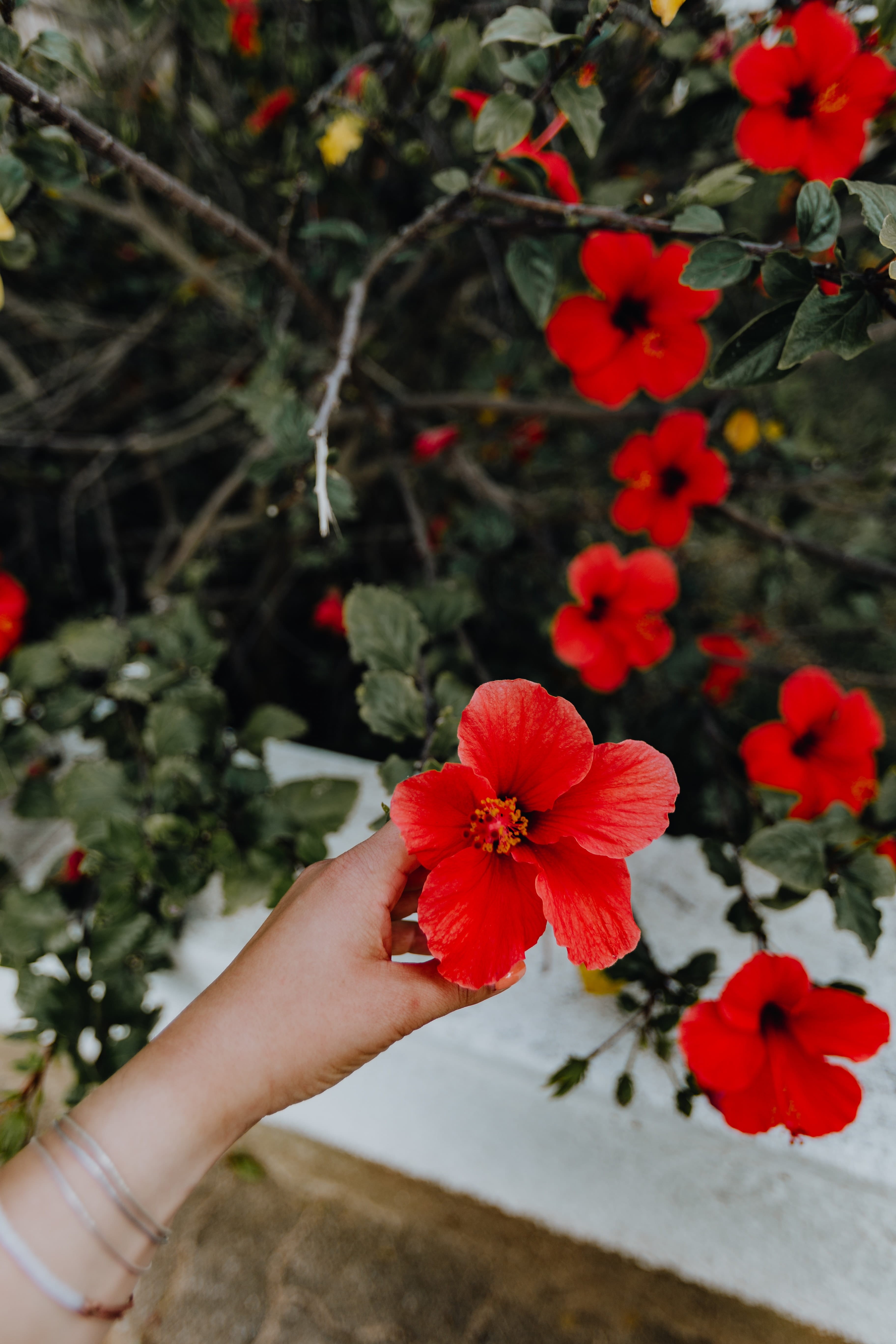 holding, exotic, freshness, nature, 5K, human hand, petal, finger, human body part, fragility, body part, beauty in nature, outdoors, red, focus on foreground, Phone HD Wallpaper