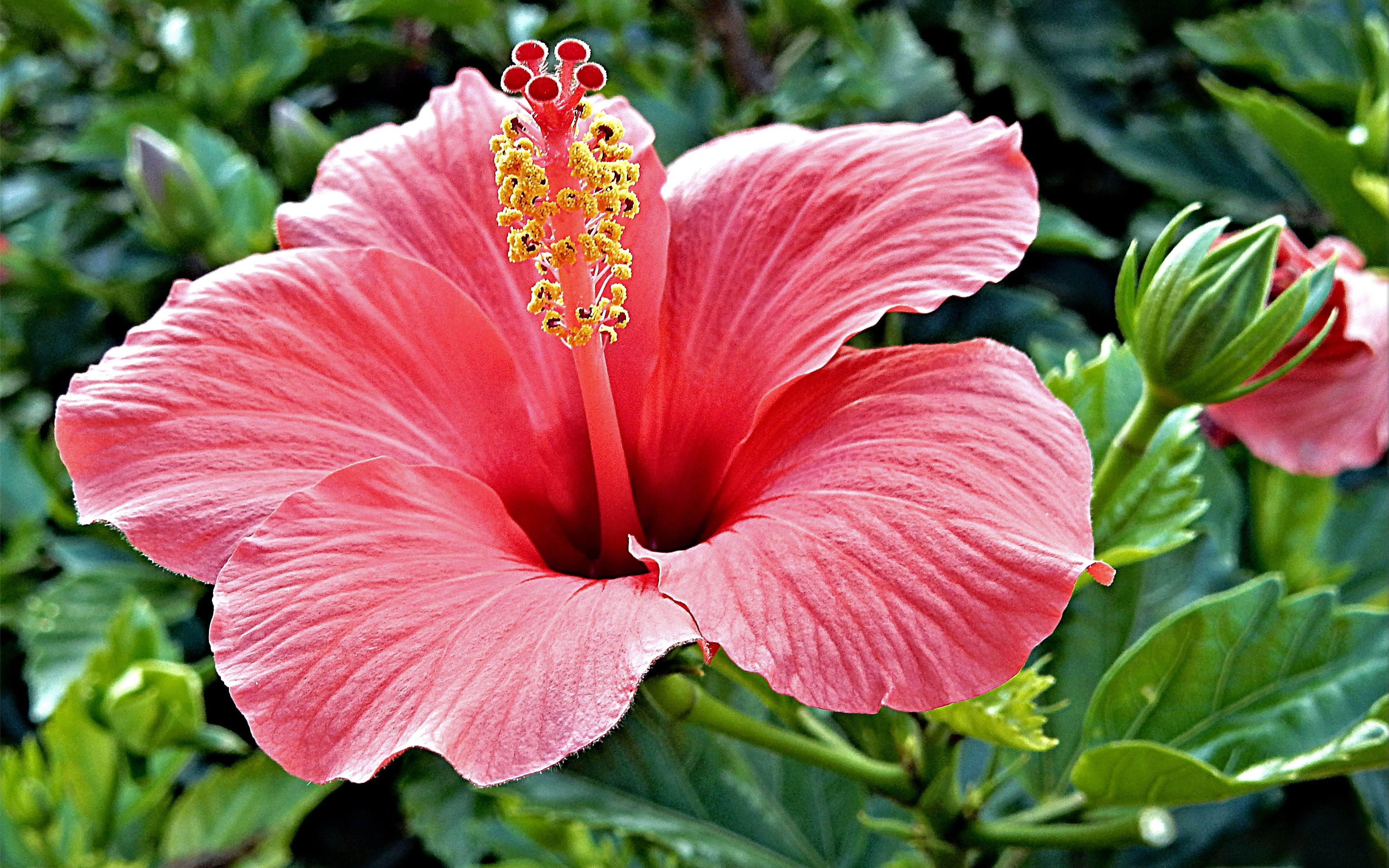 hibiscus, brilliant, red, rosa, hd, tropical, mobiles, ultra, color, bright, 5K, desktop, sinensis, HD Wallpaper