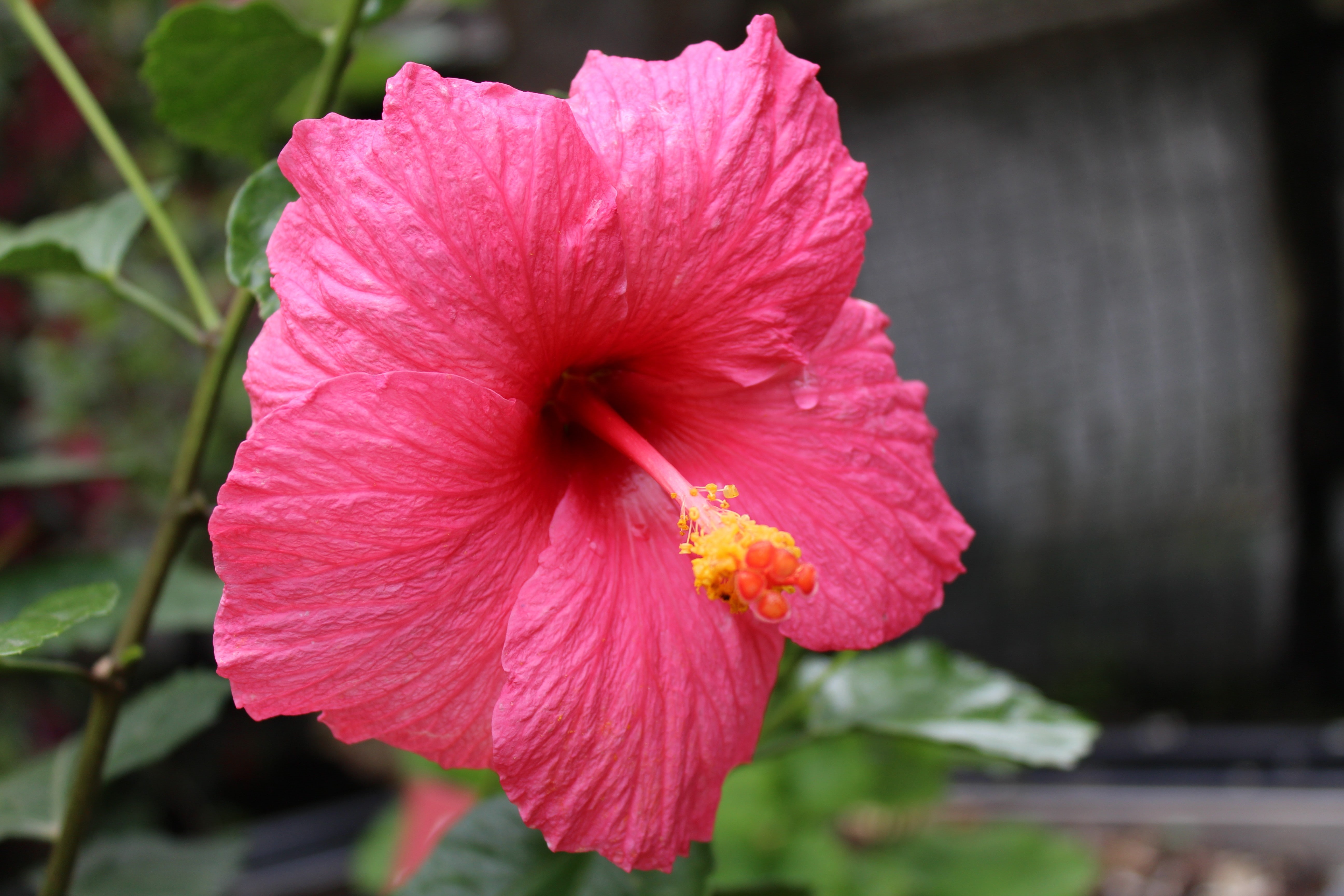 close-up, growth, nature, flower, vulnerability, outdoors, plant, petal, inflorescence, day, pink color, pollen, beauty in nature, 5K, focus on foreground, HD Wallpaper