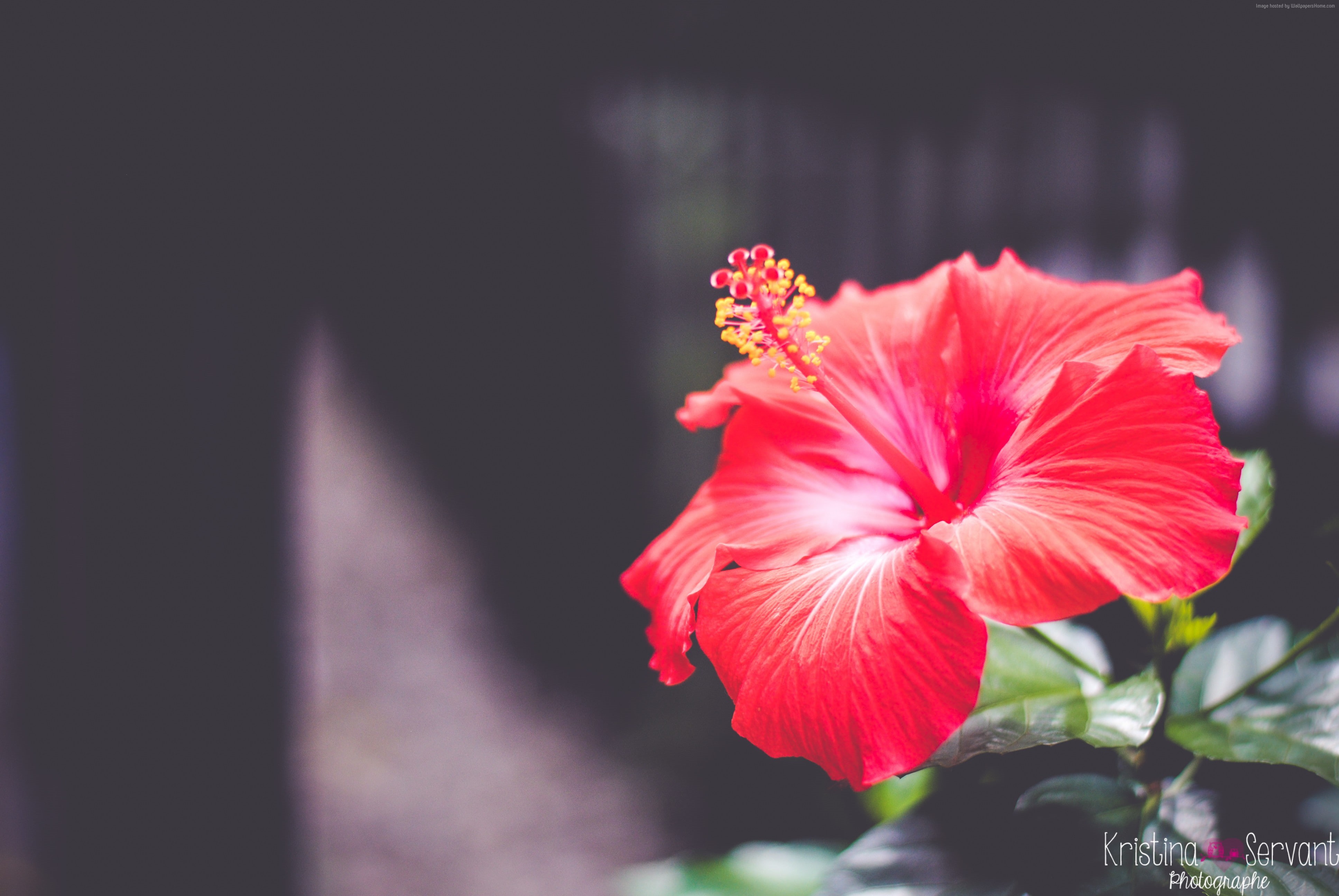4K, 5k, Hibiscus, red, 4k, Flowers, HD Wallpaper