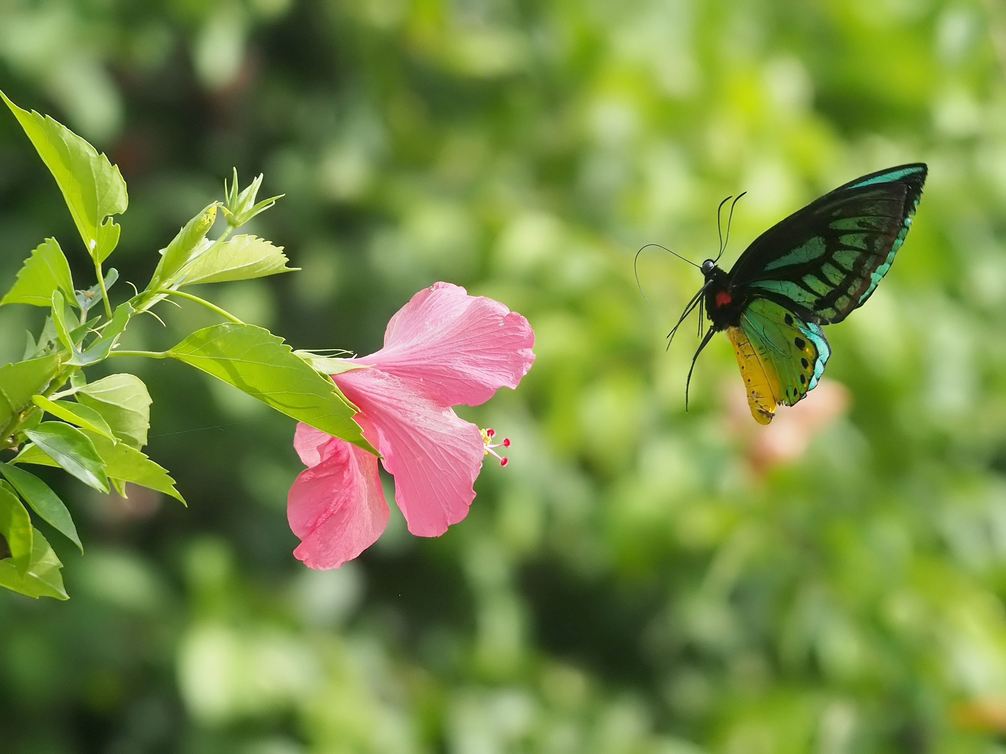 no people, beauty in nature, animal wing, tropical, focus on foreground, animal, animal themes, flower head, 2K, fragility, growth, pink color, invertebrate, HD Wallpaper