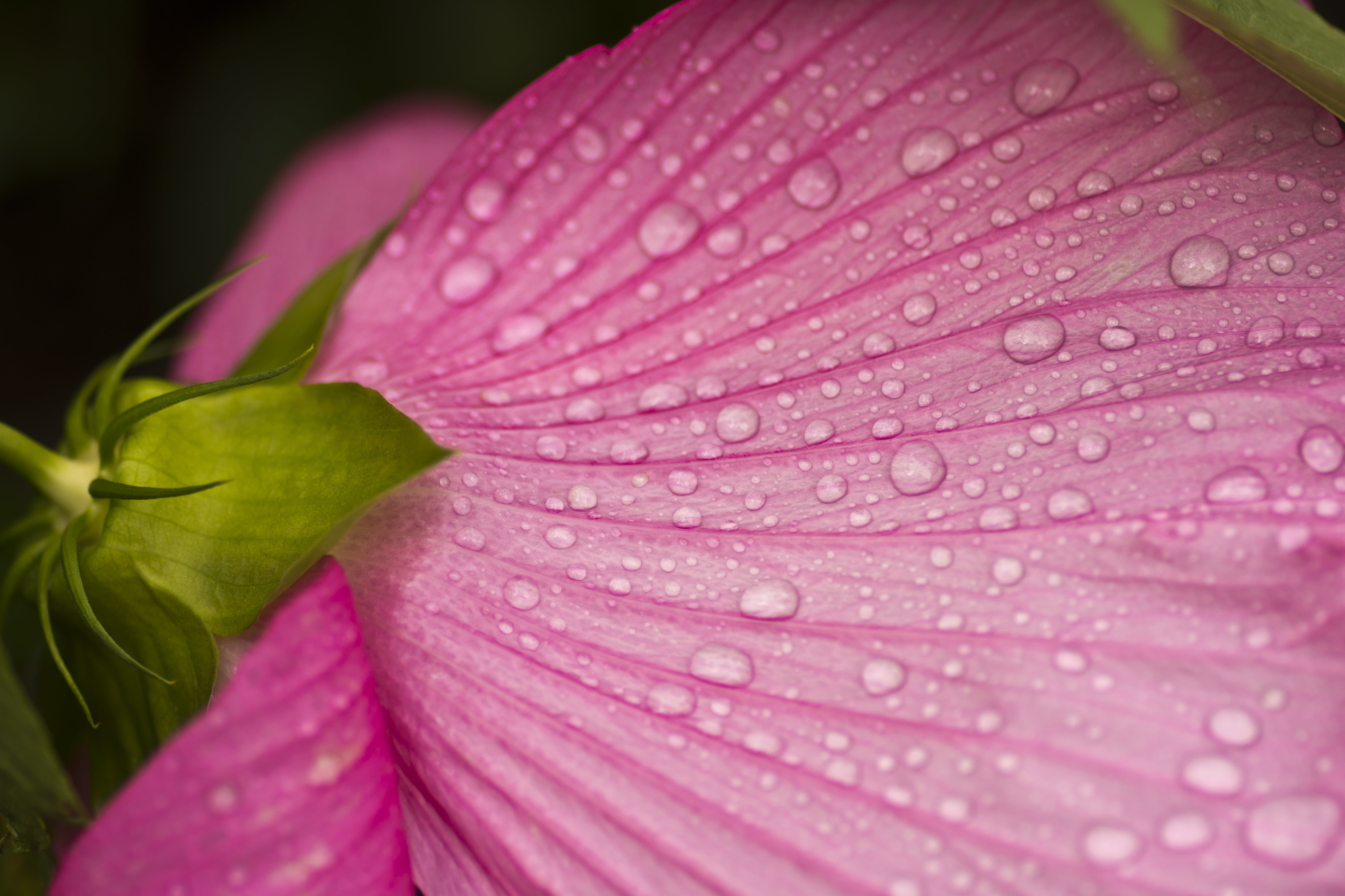 freshness, petal, water droplets, 5K, M100, Pink, petaled, water, Flower, Tokina, plant, purple, nature, botany, Hibiscus, Nikon  D7200, close-up, flowers, HD Wallpaper