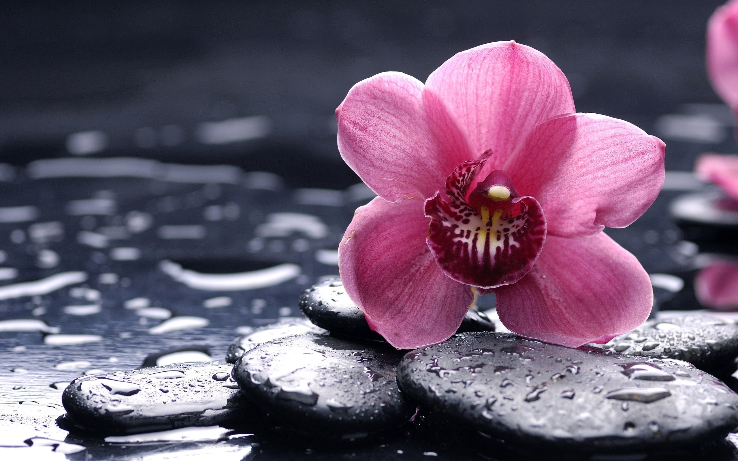 black Color, freshness, decoration, beauty In Nature, single Flower, drops, flower, leaf, growth, outdoors, macro, summer, animal, pink Color, pollen, petal, HD Wallpaper