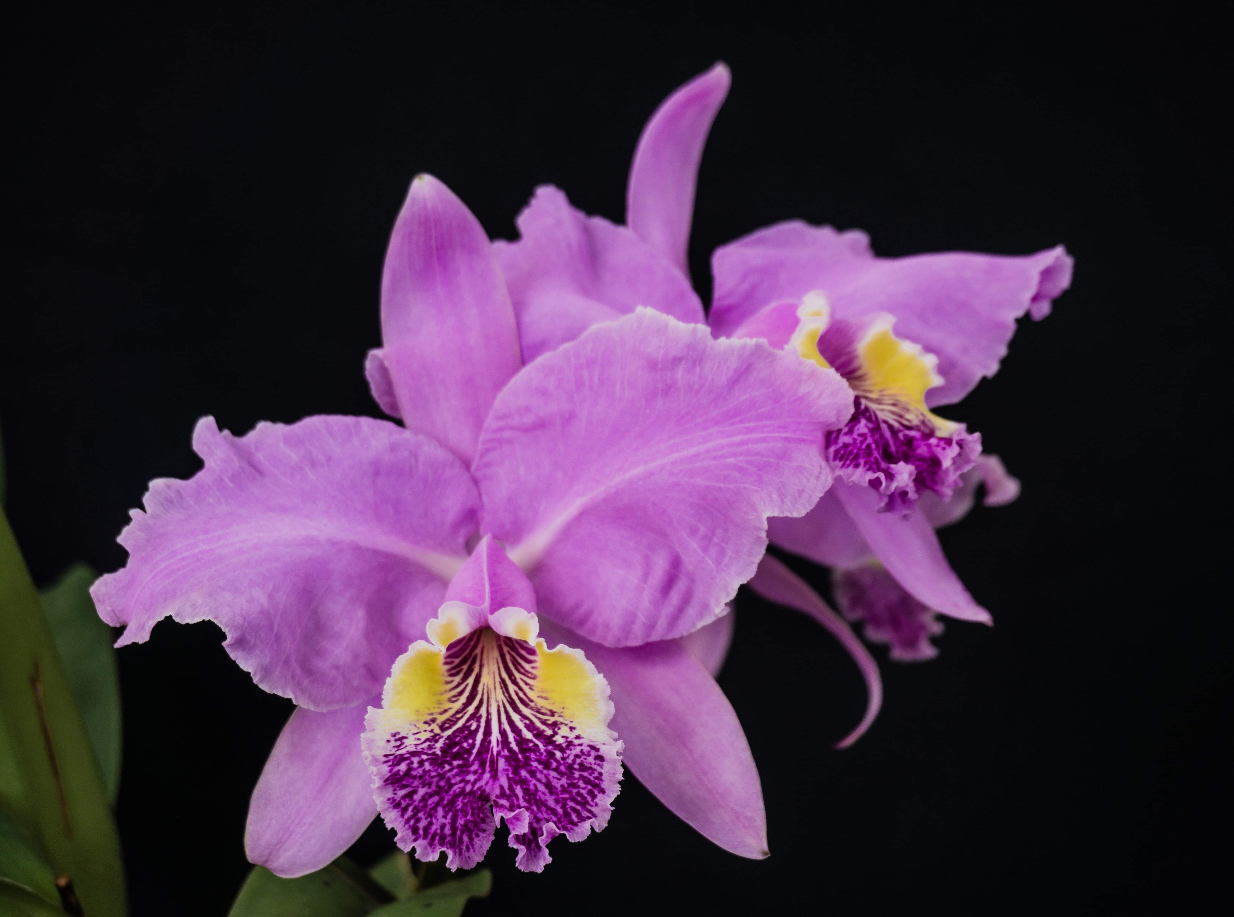 petal, plant, vulnerability, pink color, Flower, Nature, lueddemanniana, close-up, cattleya, freshness, Flowers, flor, beauty in nature, josepestana, flower head, HD Wallpaper
