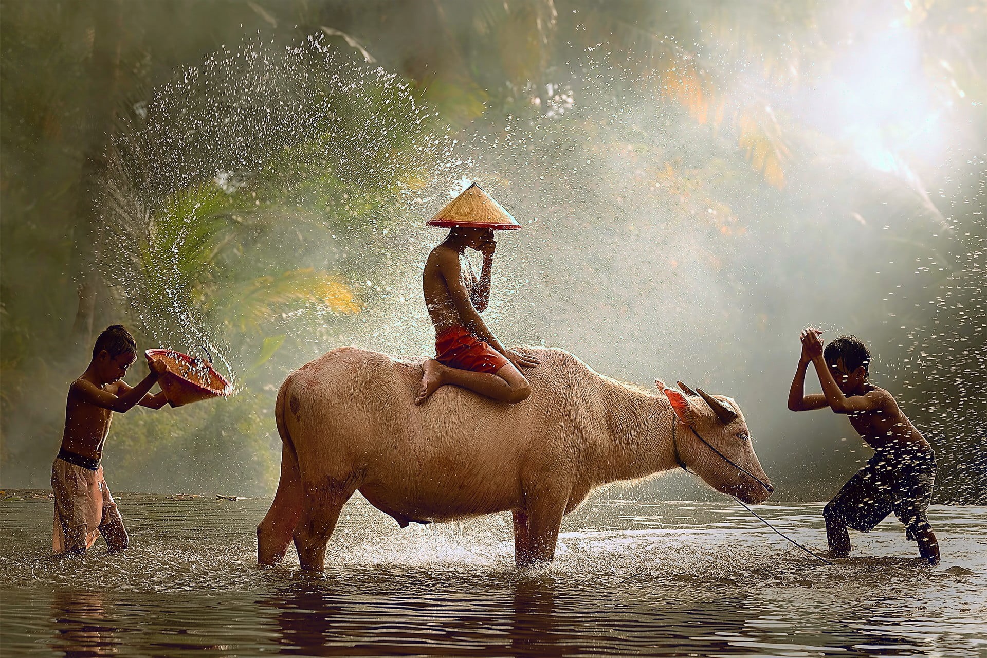 summer, women, daytime, fun, boys, rain, people, elephant, 1080P, Bull, children, splashing, shorts, river, s, water, pets, enjoyment, positive emotion, HD Wallpaper