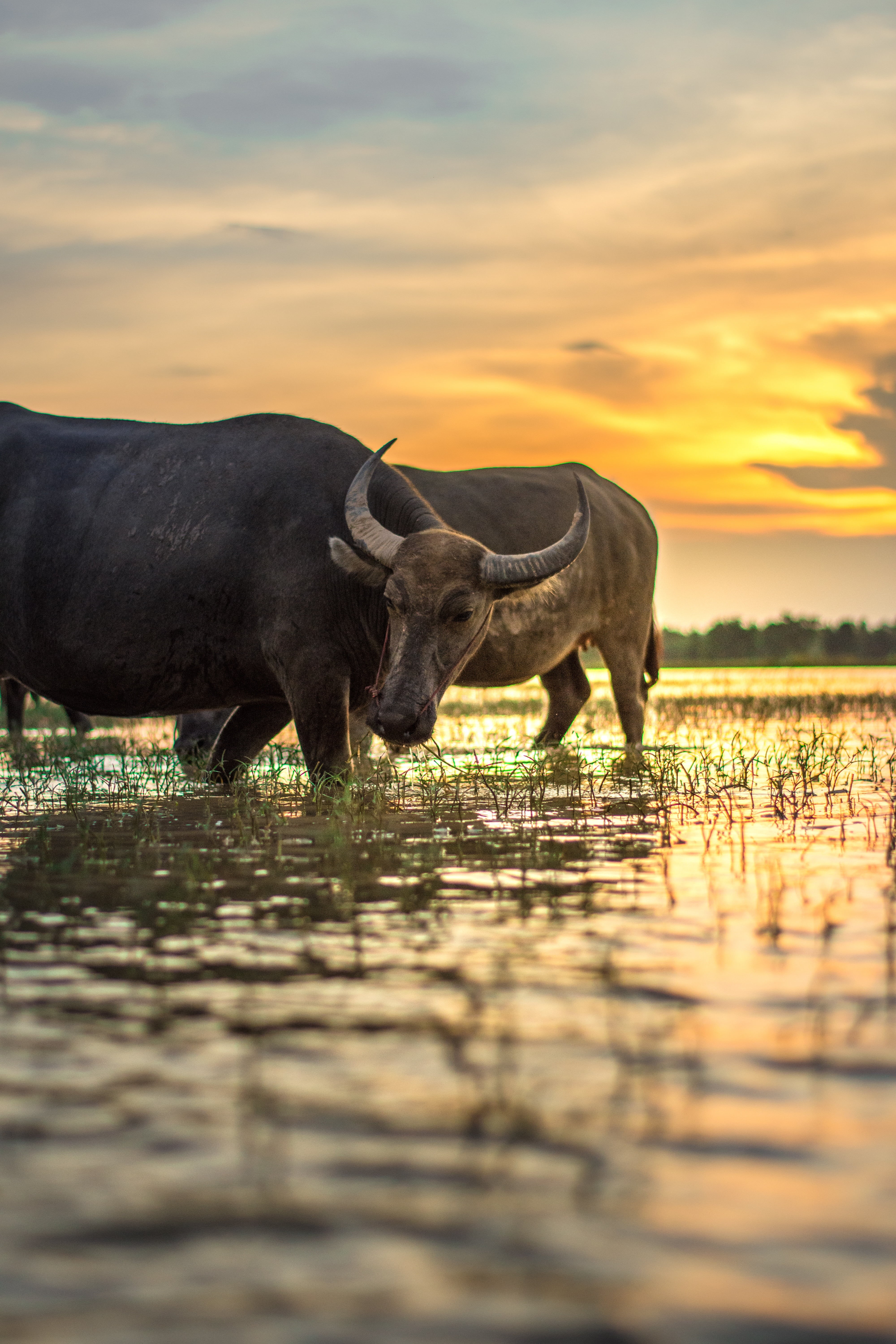 5K, in the country, rice, waterfront, sunset, myanmar burma, livestock, nature, culture, animal, reflection, animals, countryside, animal themes, mead, Phone HD Wallpaper