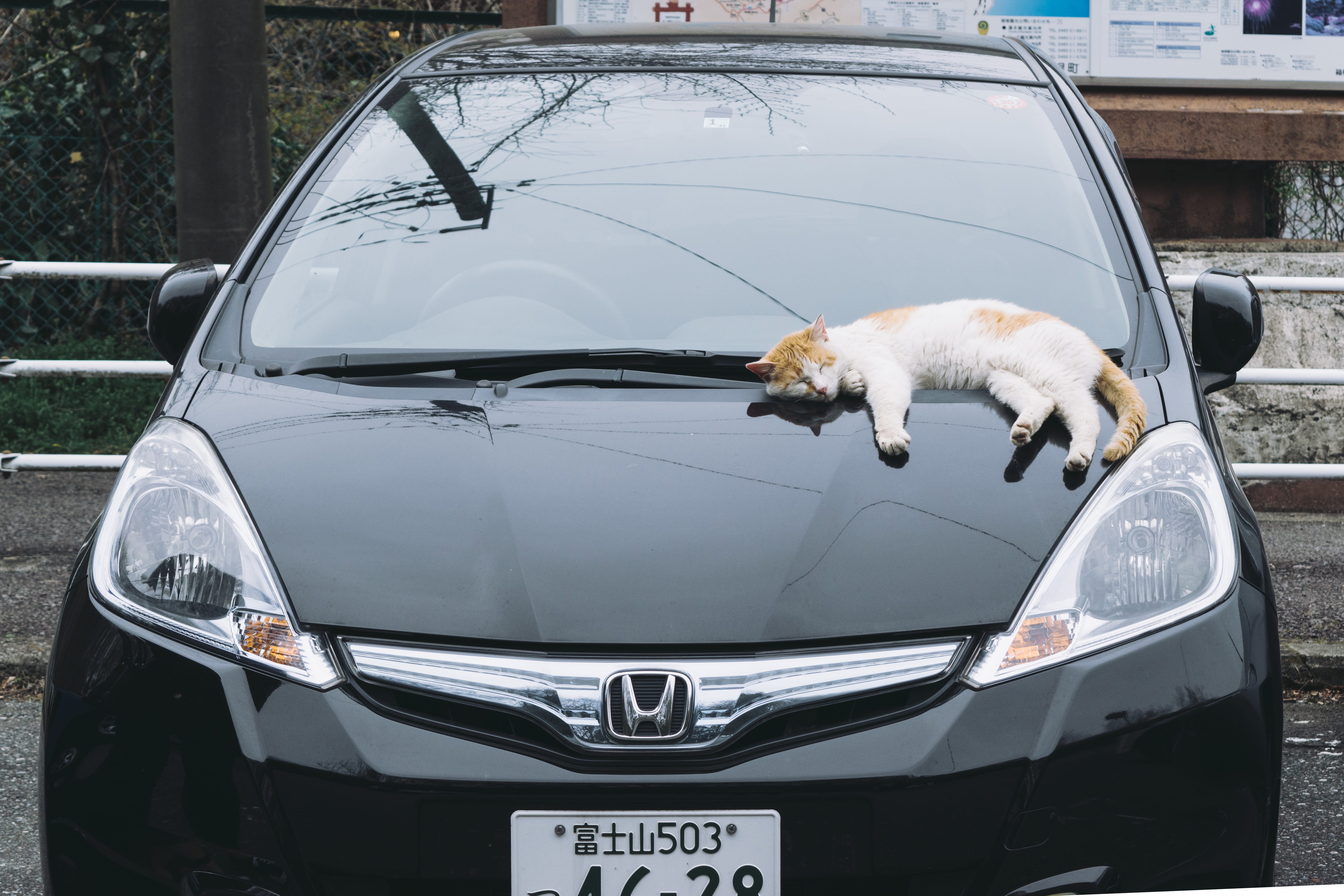 cats, lines, vehicle hood, windshield, black, sleepy, stationary, cars, cat, japan, reflection, whisker, one animal, car, transportation, domestic, motor vehicle, HD Wallpaper