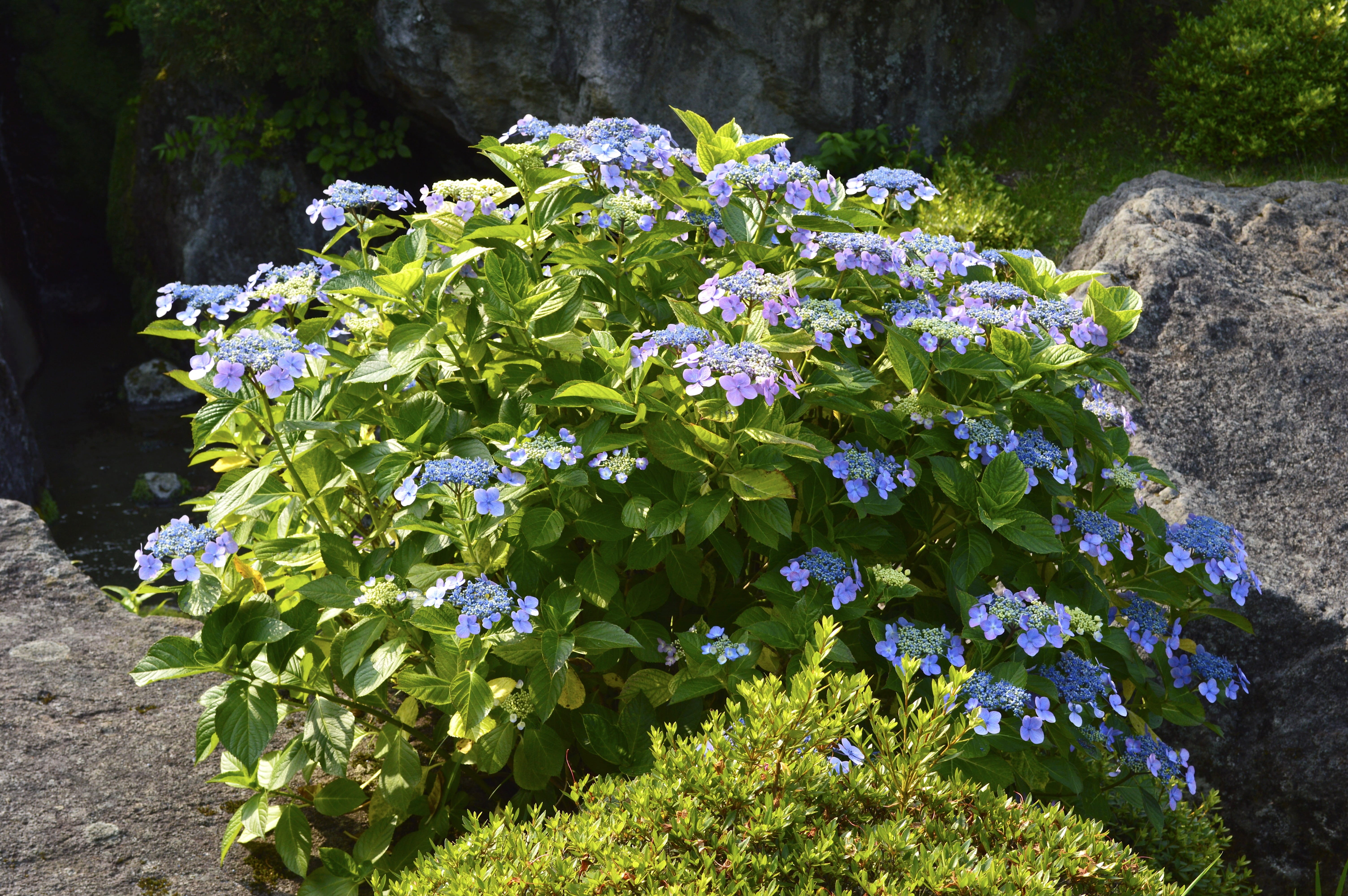 in the early summer, green color, springtime, 5K, flowering plant, leaf, flower head, purple, Flowers, hakone, freshness, Plant, vulnerability, nature, HD Wallpaper