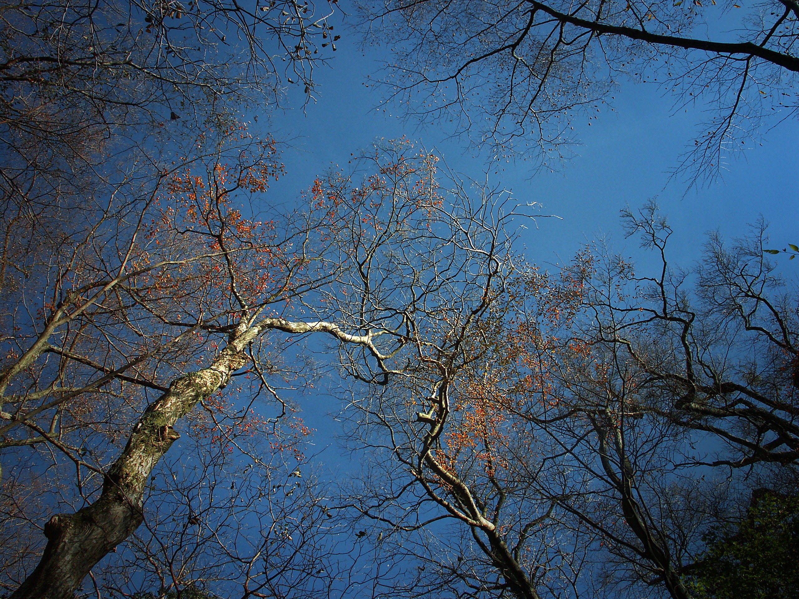 land, day, growth, plant, japan, backgrounds, tranquil scene, 2K, beauty in nature, winter, tree, wood, low angle view, sky, hakone, blue, nature, outdoors, HD Wallpaper
