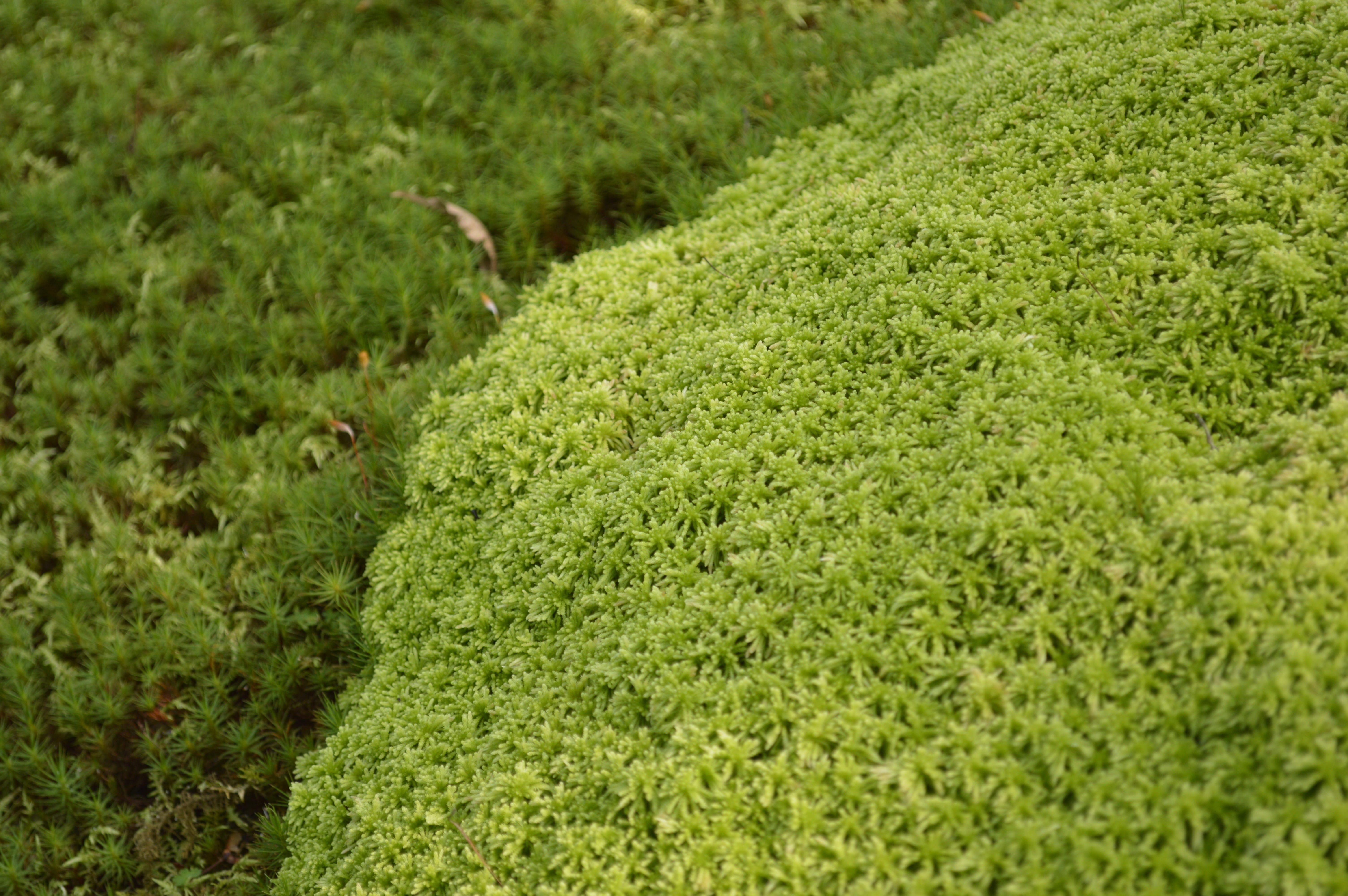 green, grass, selective focus, beauty in nature, plantation, agriculture, land, full frame, japan, green color, backgrounds, field, plant, day, moss, outdoors, HD Wallpaper