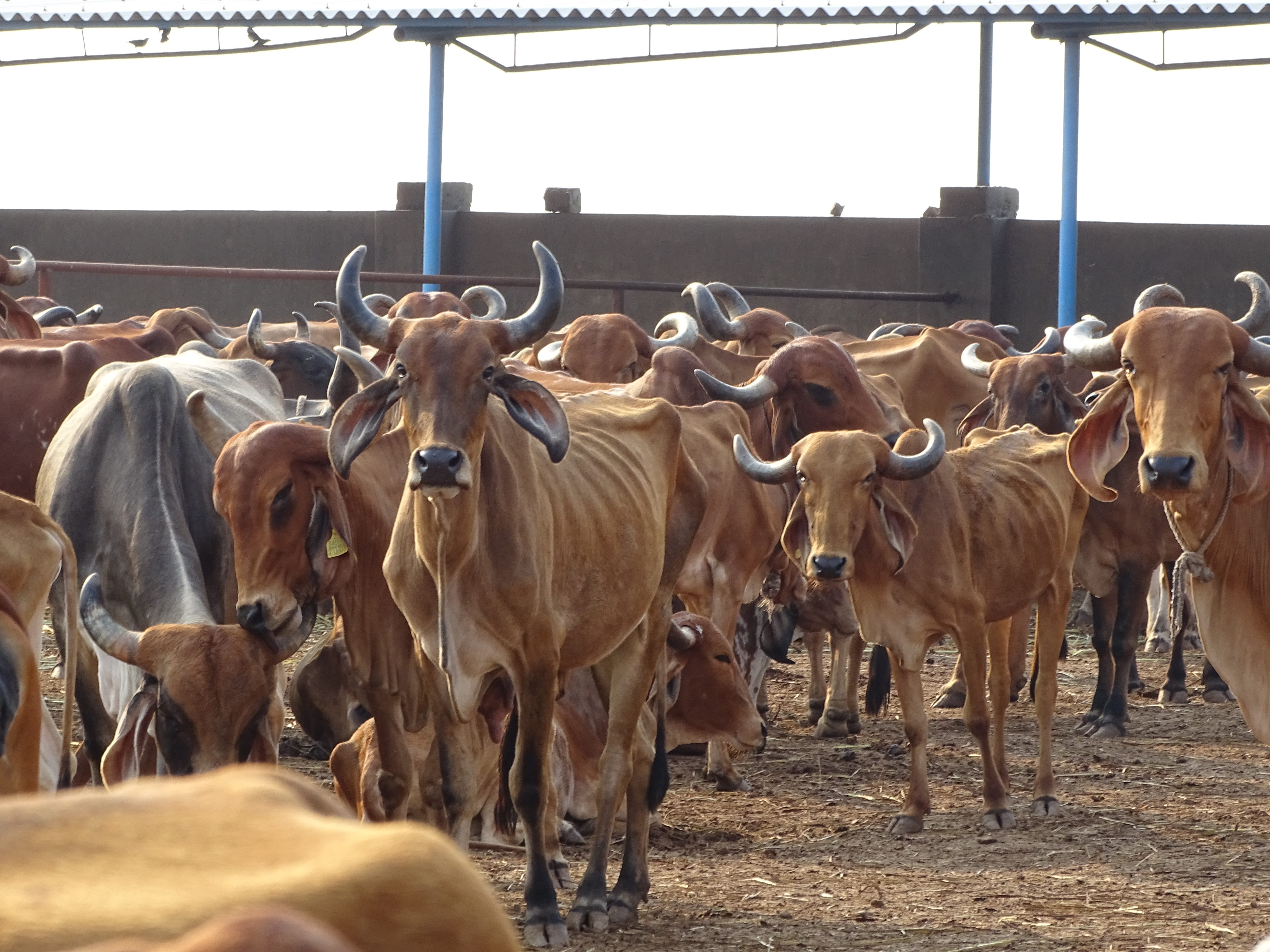 tourism, brown, 5K, cow shelters, gaumata, milk, religious, asia, no people, historic, summer, domestic, group of animals, mammal, religion, animals in the wild, HD Wallpaper