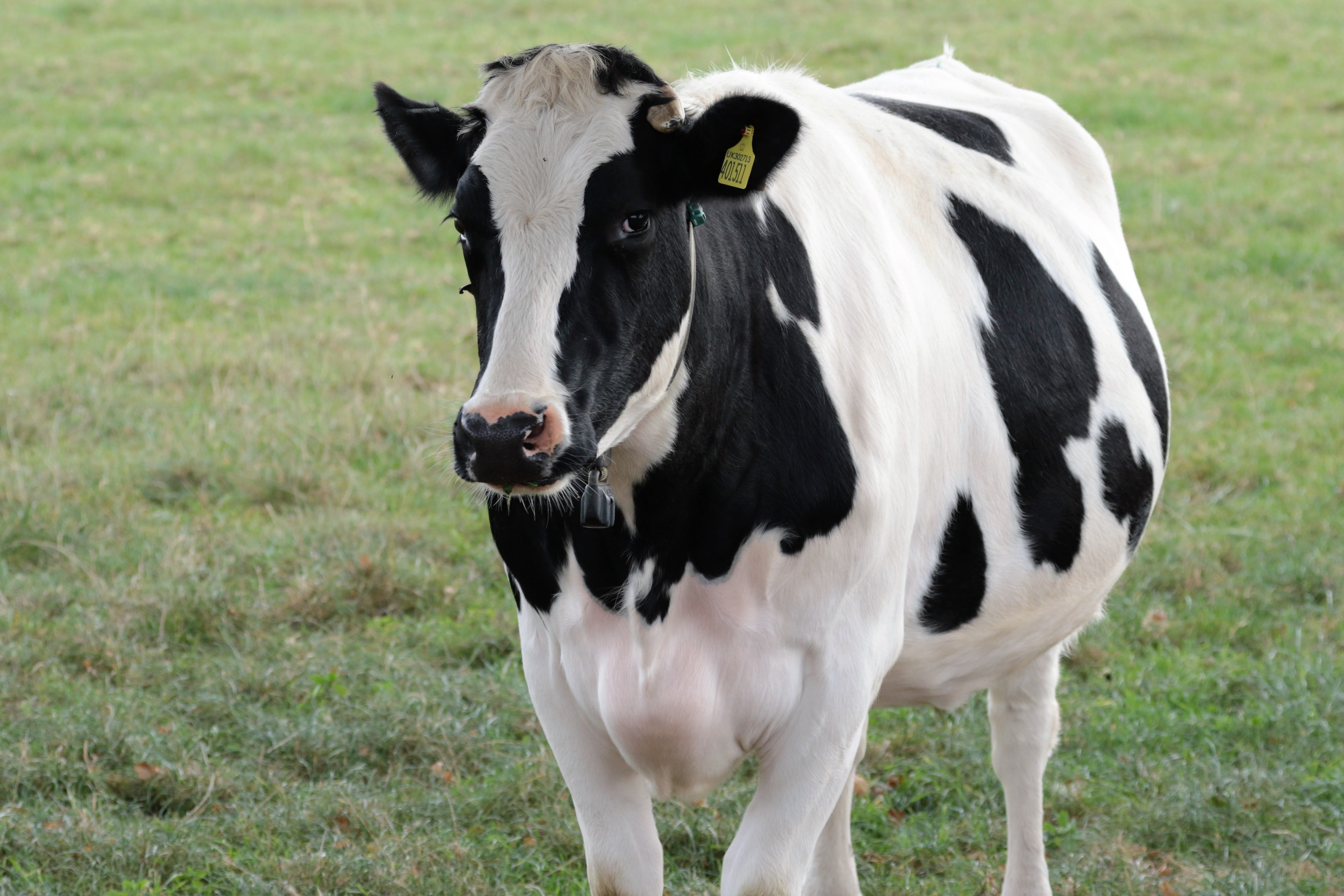nature, domestic cattle, white color, pasture, outdoors, land, farming, Dairy, animal, pets, farm, standing, Cattle, animal themes, agriculture, livestock, HD Wallpaper