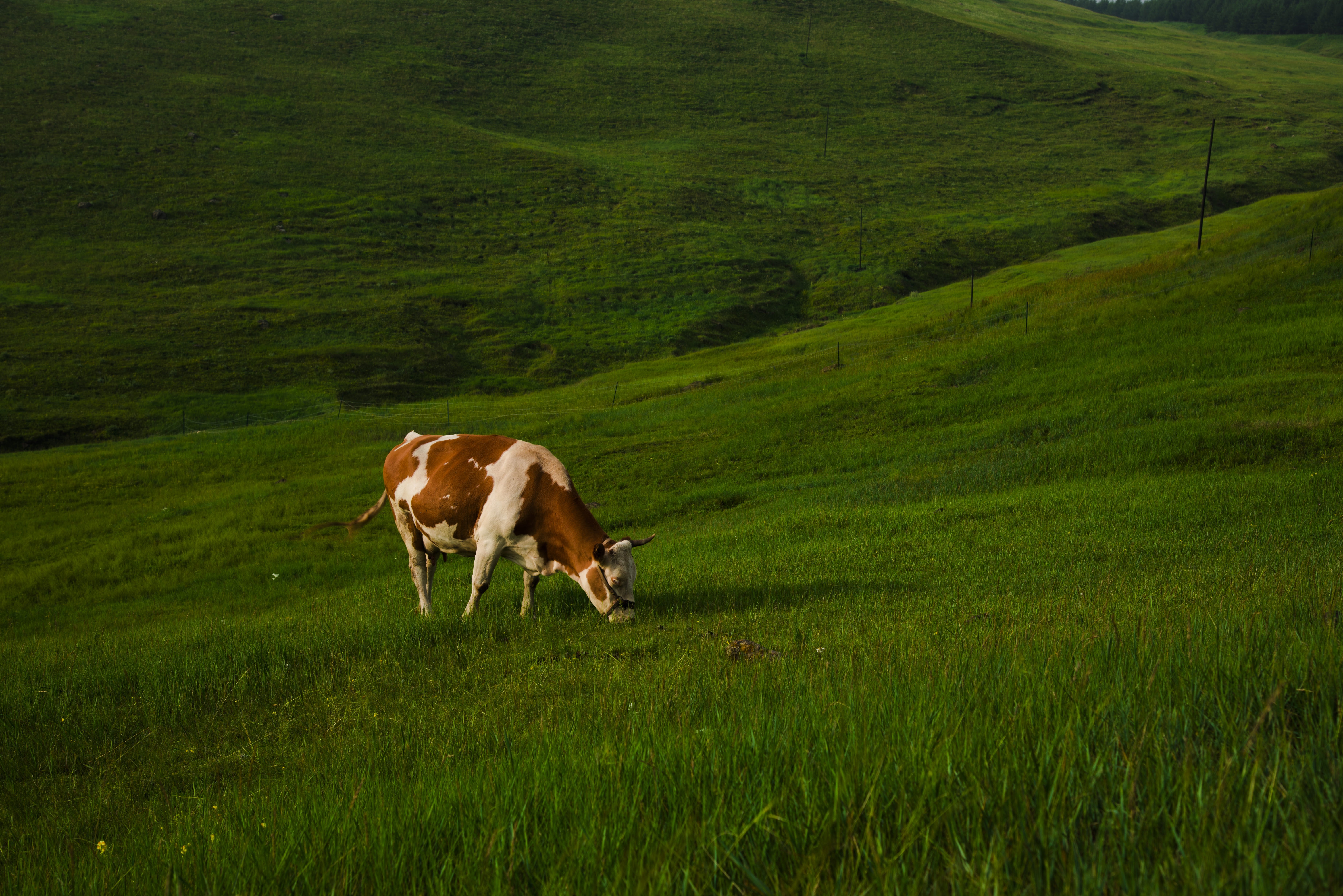 field, cow, plant, green, pasture, green color, colt horse, brown, no people, environment, bull, domestic, livestock, countryside, dairy cow, horse, one animal, HD Wallpaper