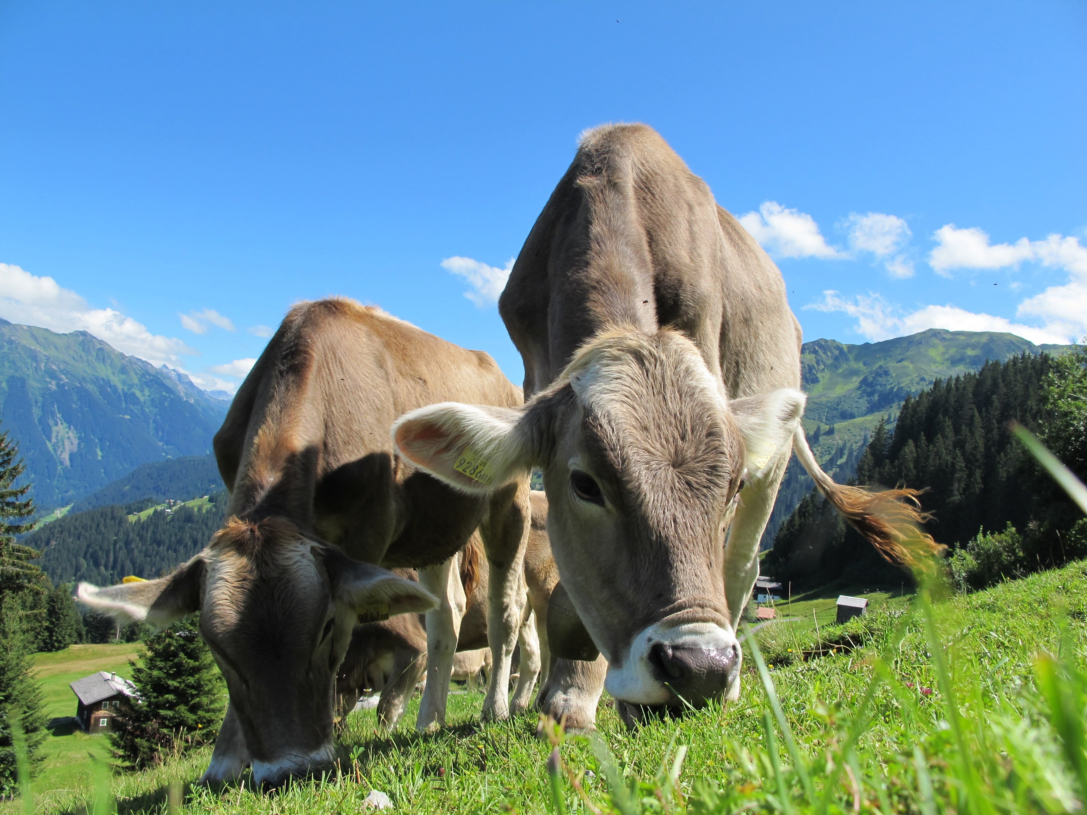 rural Scene, cattle, livestock, cow, green, close, mountains, alm, no people, meadow, sky, mountain range, herbivorous, photography, blue, dairy cows, animal themes, HD Wallpaper