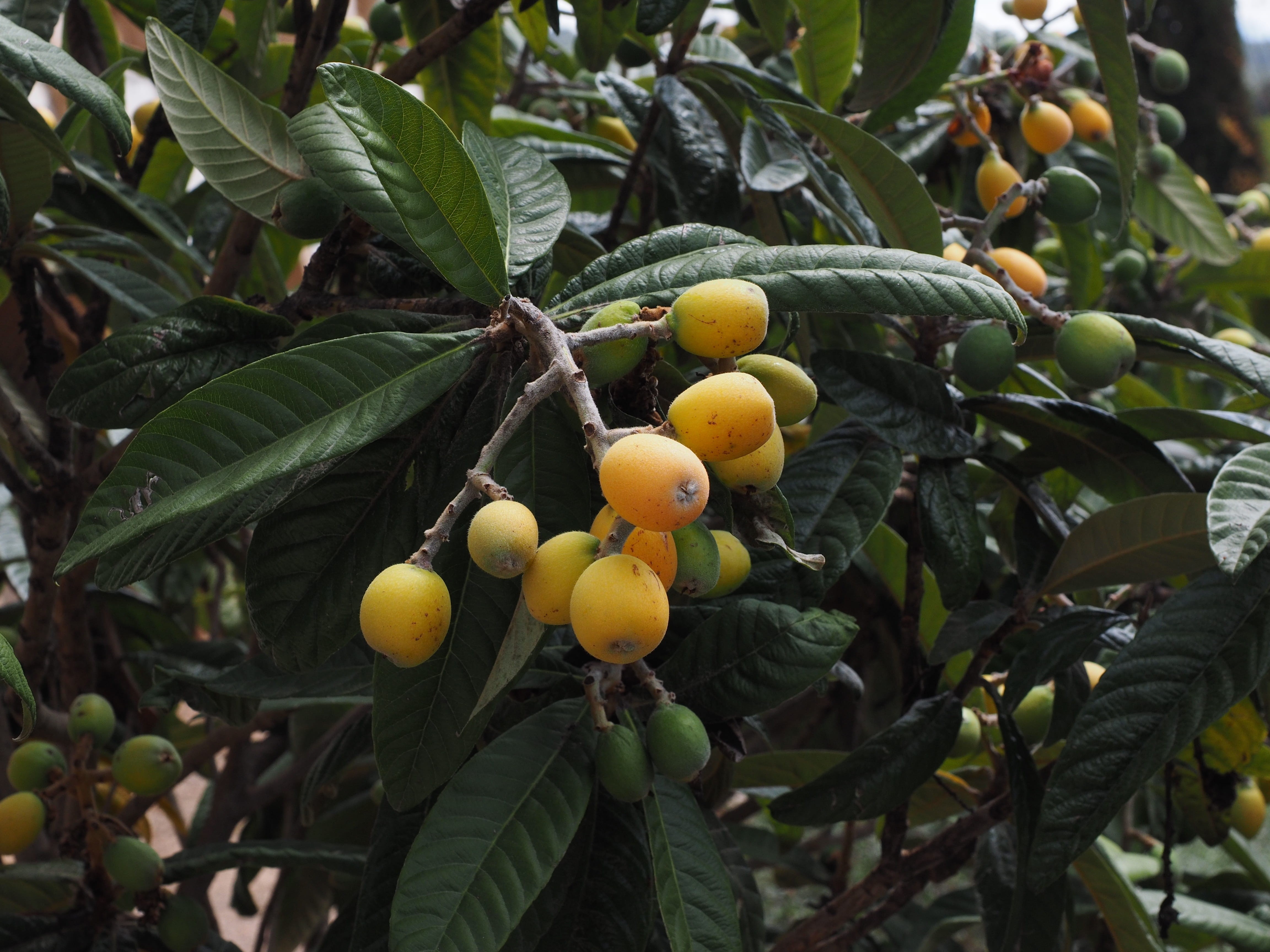 mispelbaum, eriobotrya japonica, wellbeing, low angle view, large, summer, biwa, chte, pipa, orange, rosaceae, green Color, agriculture, 4K, plant part, HD Wallpaper